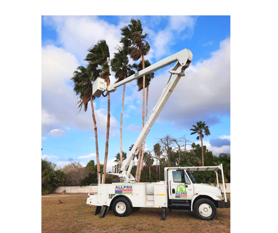 All Pro Landscaping Tree trimming  Services Harlingen TX