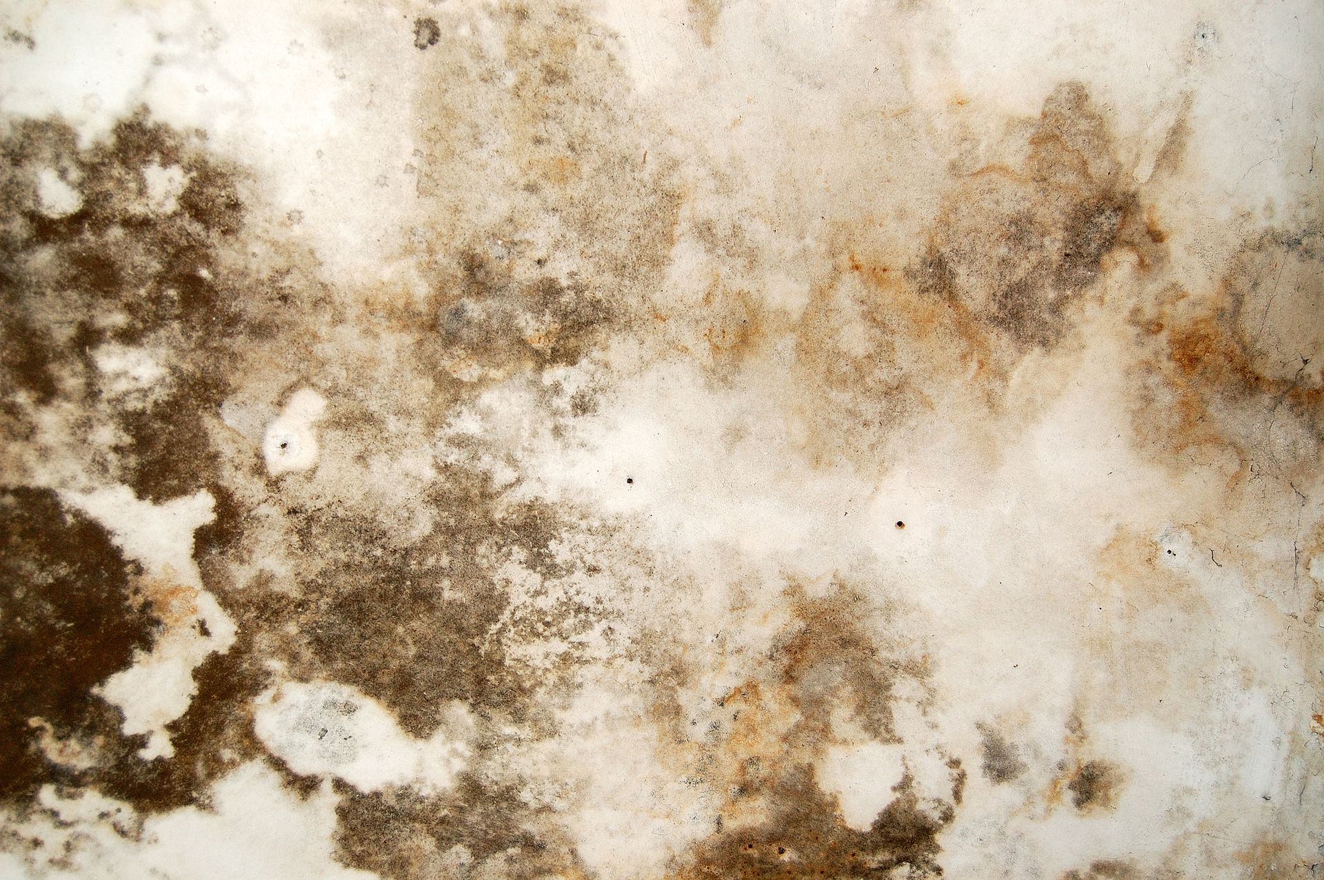 Mold Remediation Big Fork, MT