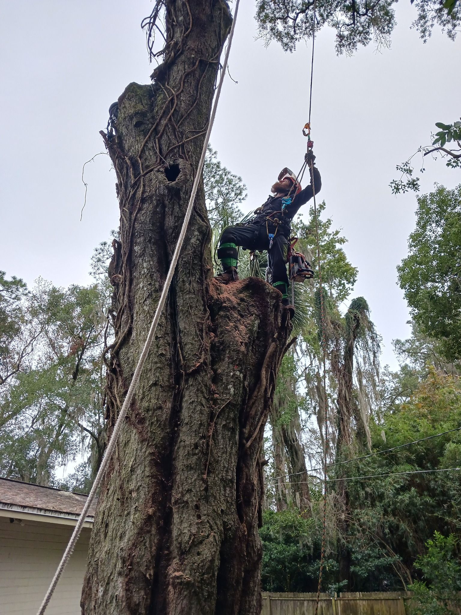 A man is climbing up the side of a large tree.