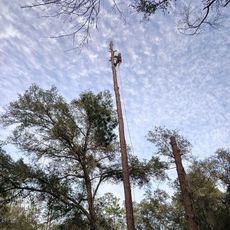 A man is climbing a tree with a rope attached to it
