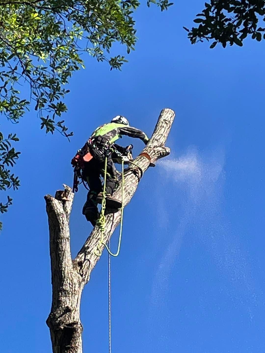 A man is climbing a tree with a chainsaw.