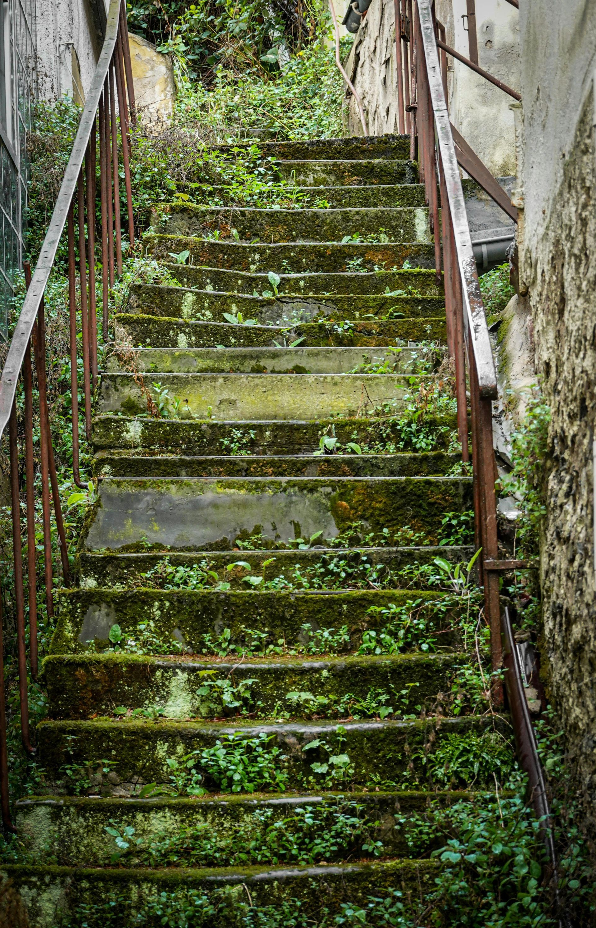 A set of stairs covered in moss and plants.