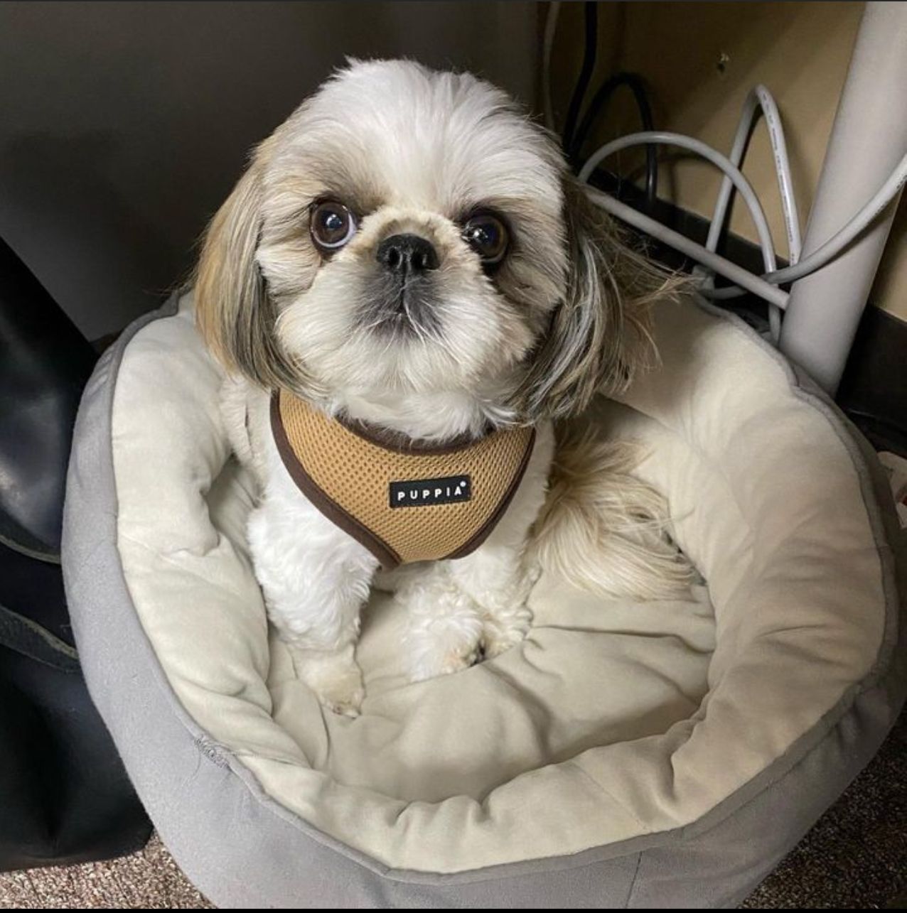 a small dog wearing a puppy harness sits in a dog bed