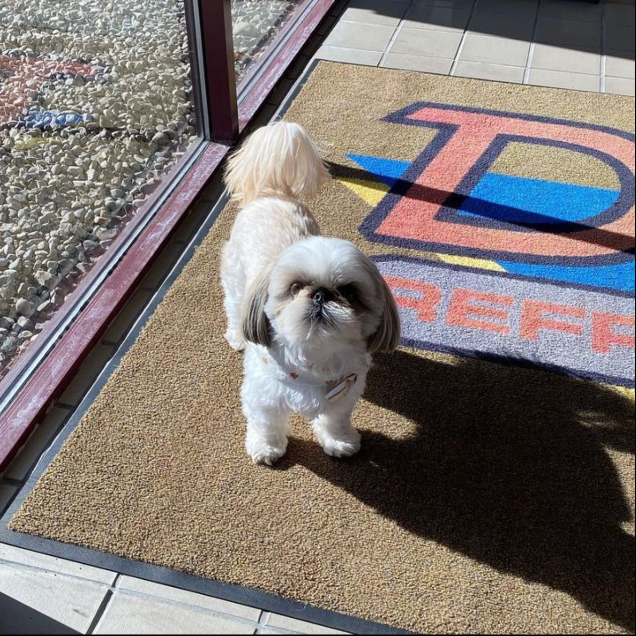 a small dog standing in front of a reef logo