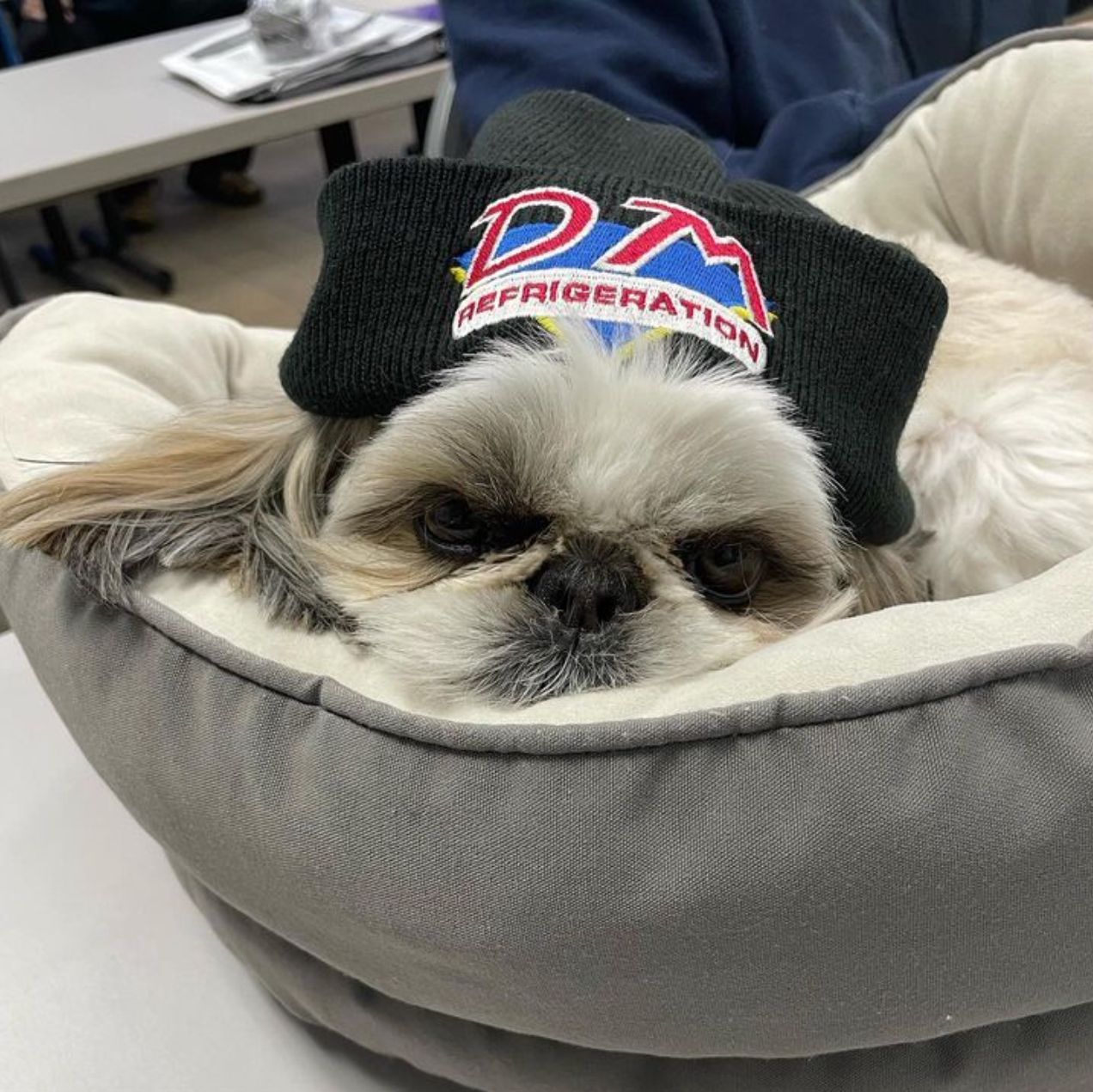 a small dog wearing a dtm refrigeration hat