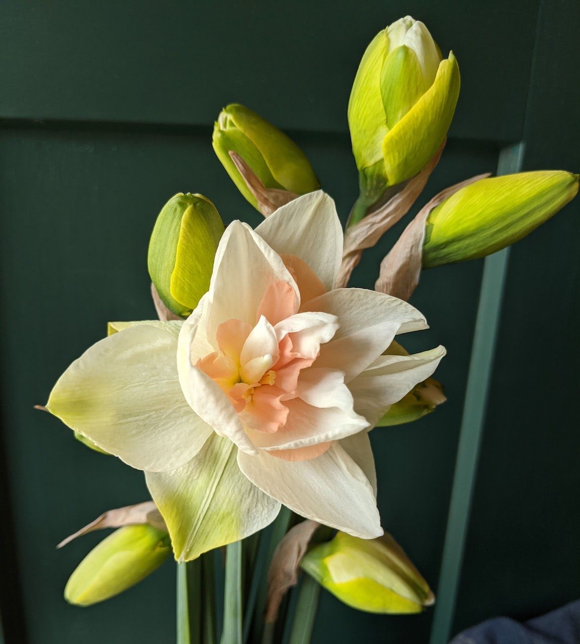 soft peach double narcissus locally grown in Lancaster Ohio