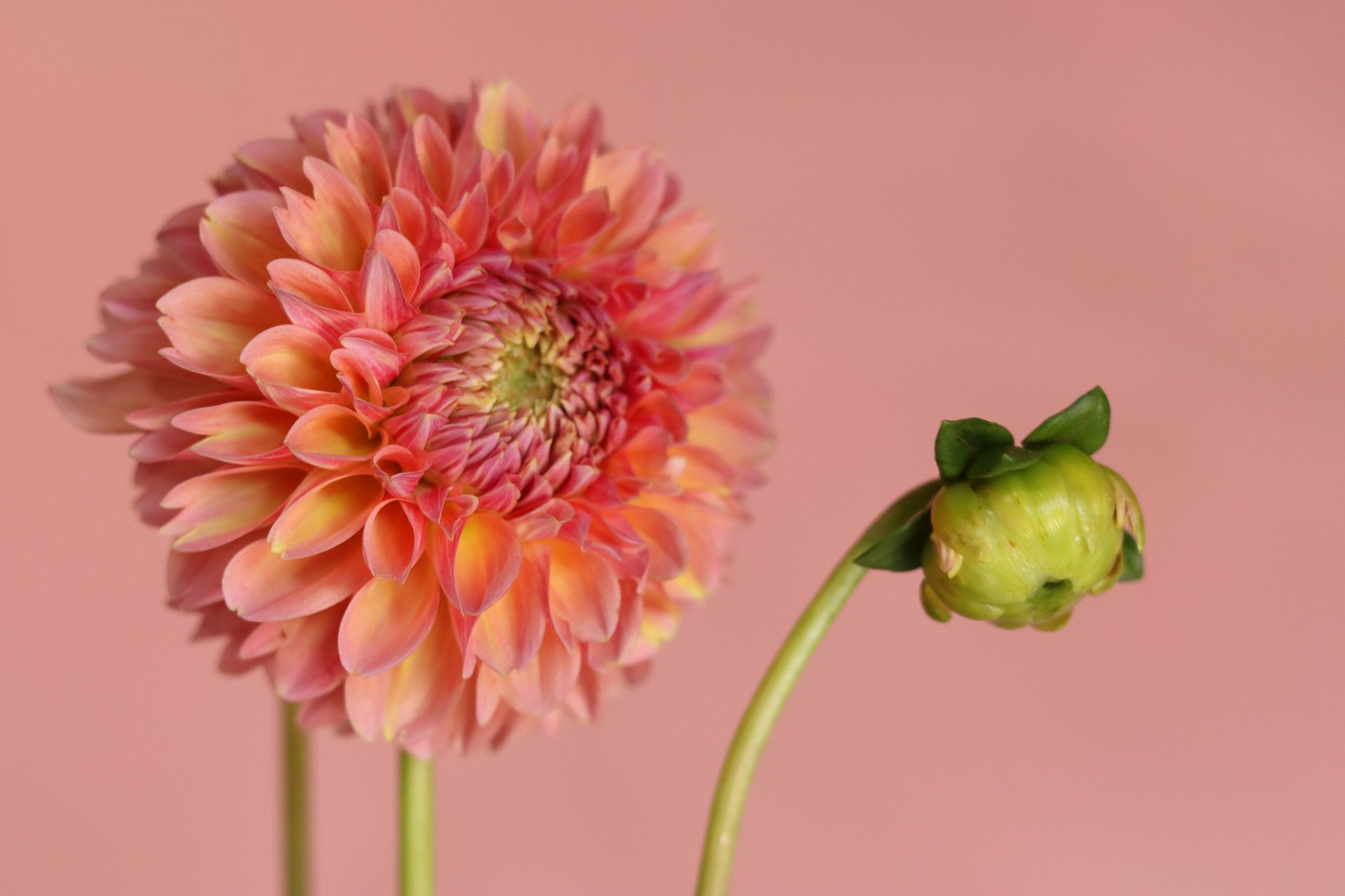 coral pink dahlia with pinked edges locally grown in Lancaster Ohio