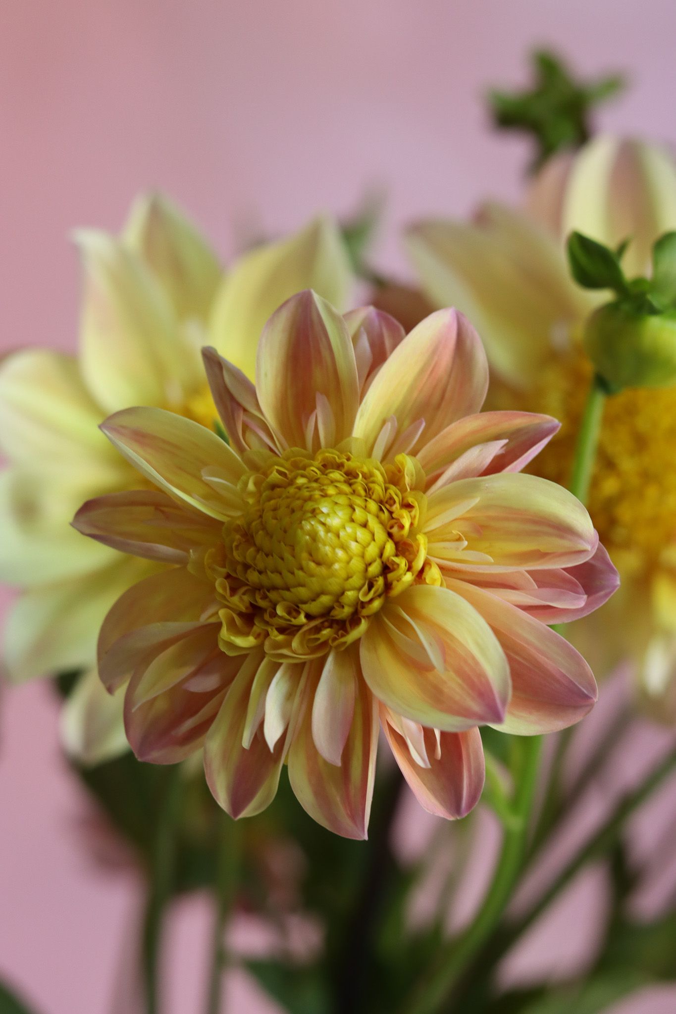 dahlias locally grown in Lancaster Ohio