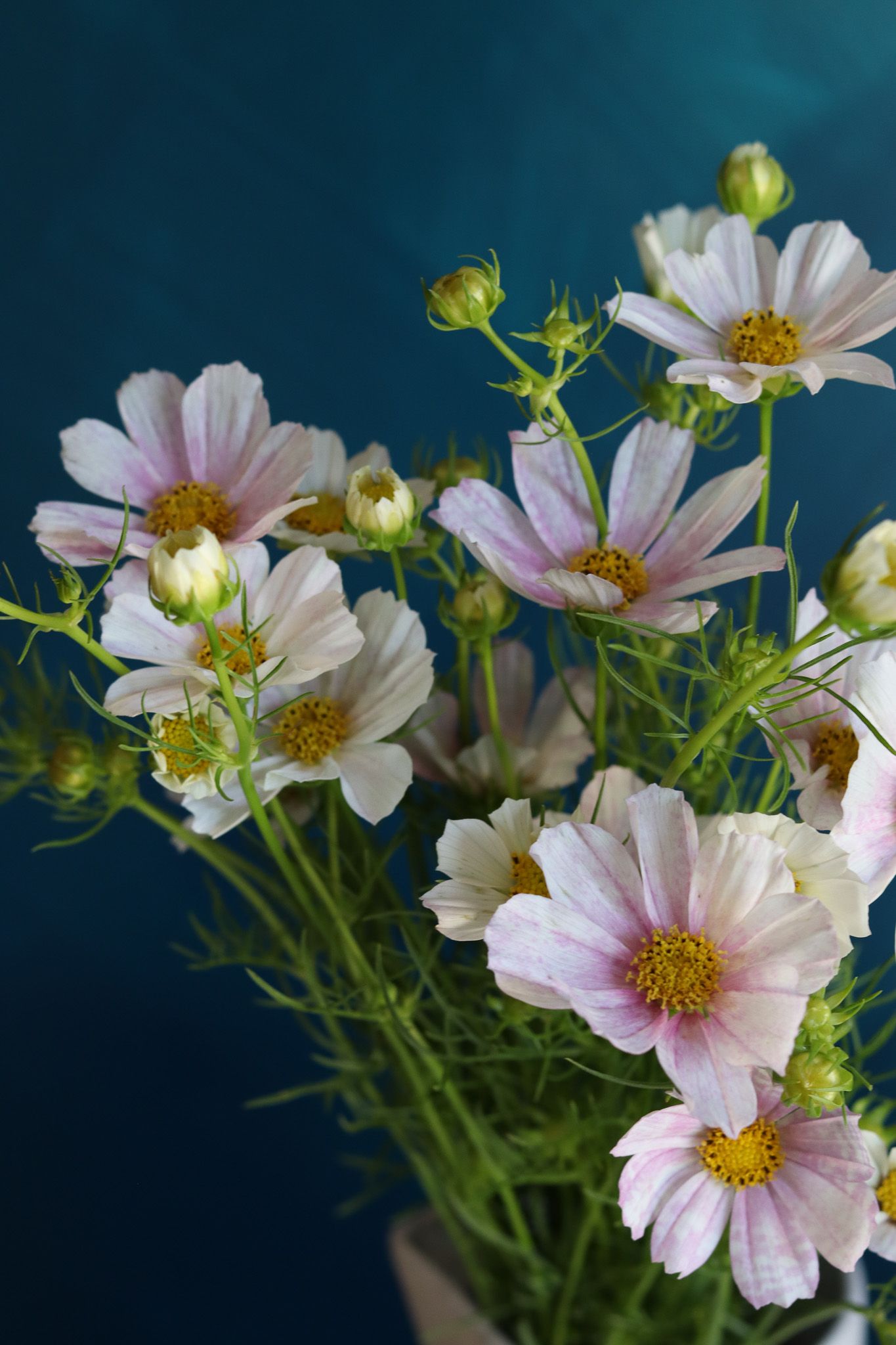 Cosmos flowers locally grown in Lancaster Ohio