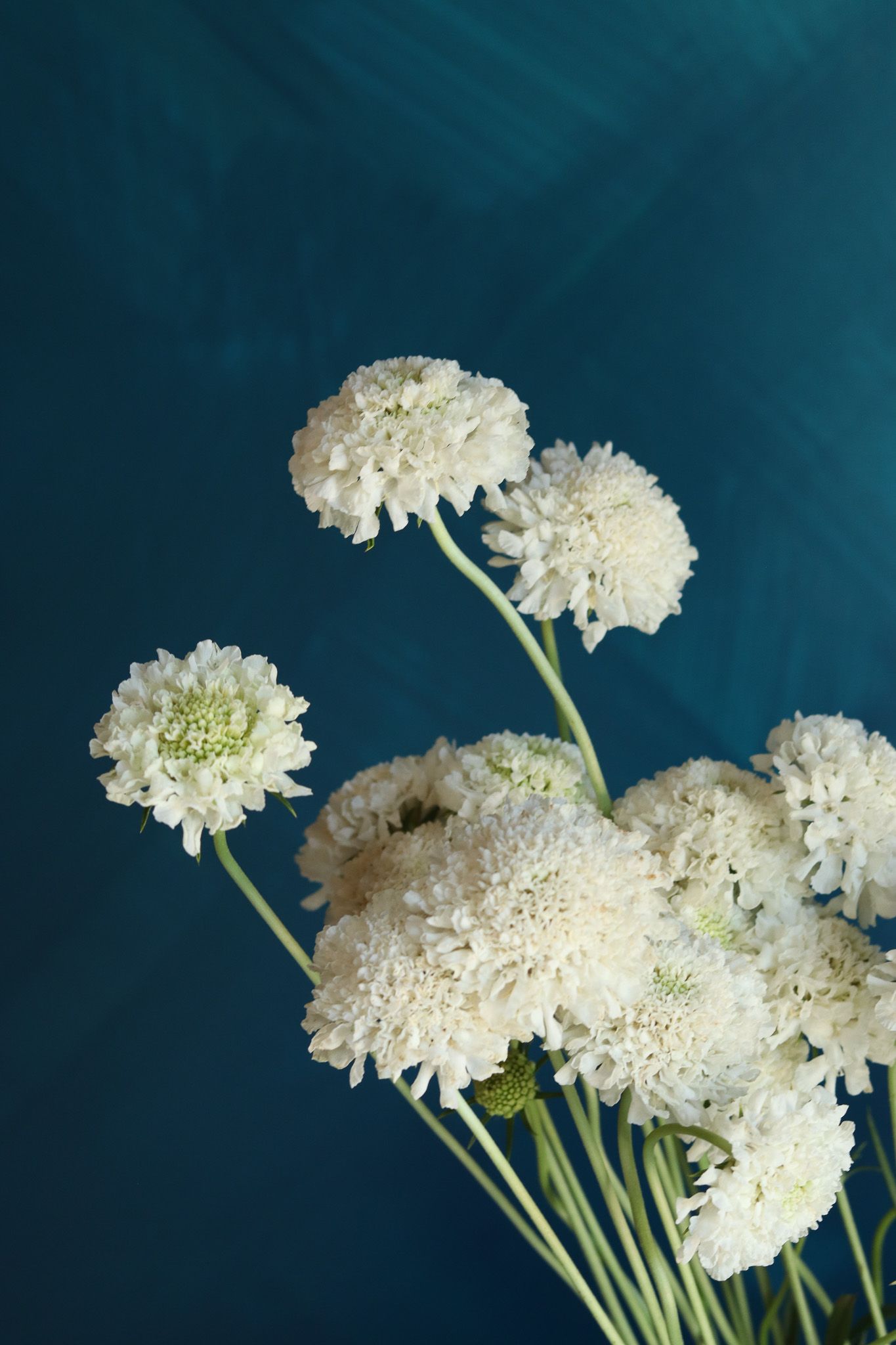 white scabiosa locally grown in Lancaster Ohio