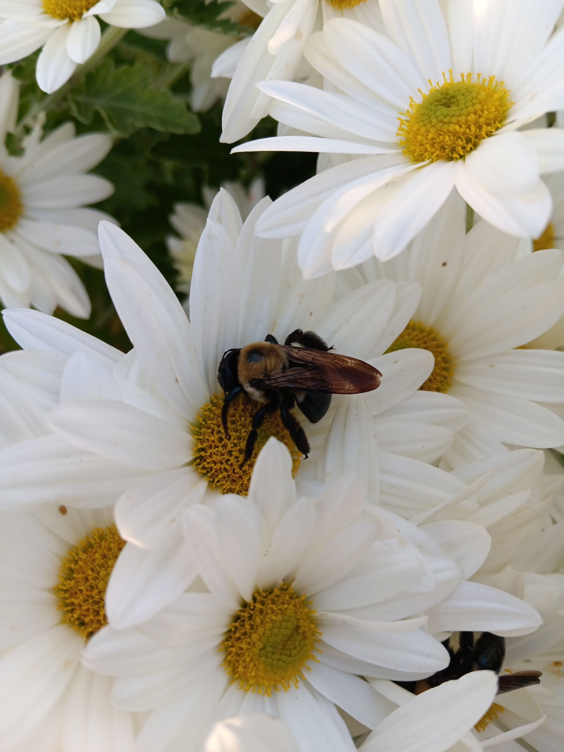 white chrysanthemum  in high tunnel locally grown in Lancaster Ohio