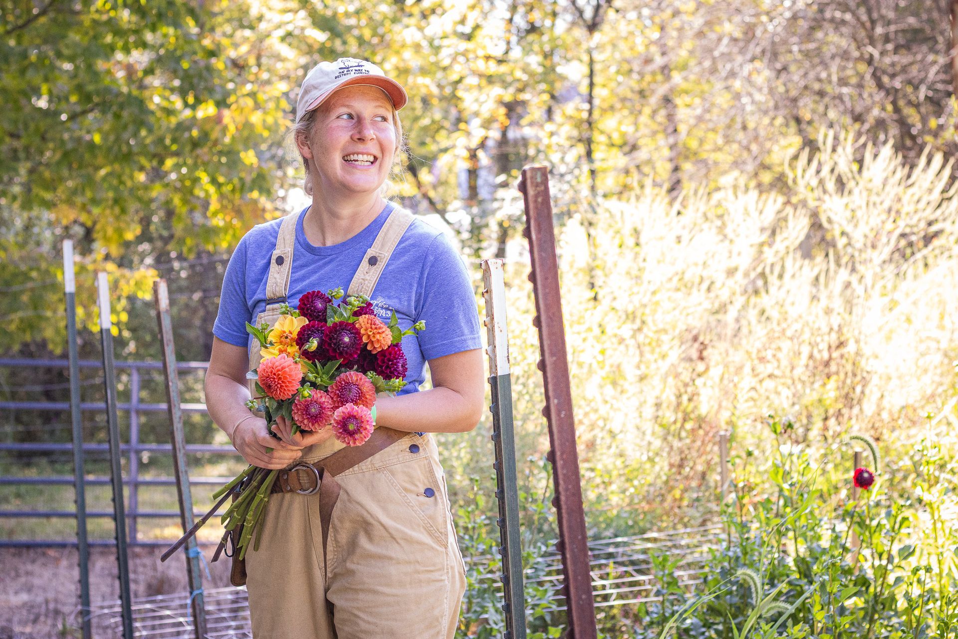dahlia farmer Lancaster Ohio for area florists