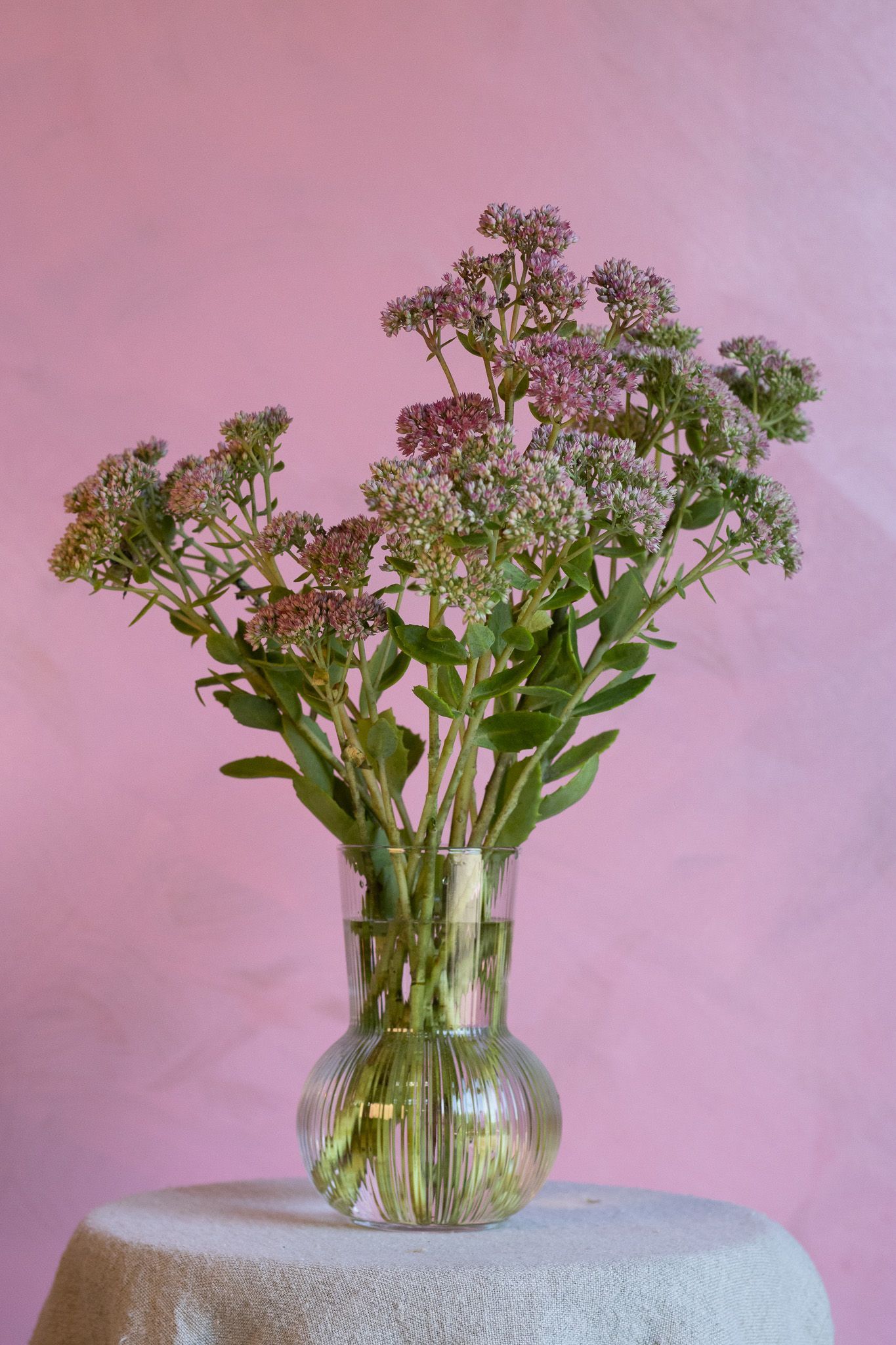 Pink sedum locally grown in Lancaster Ohio in the summer