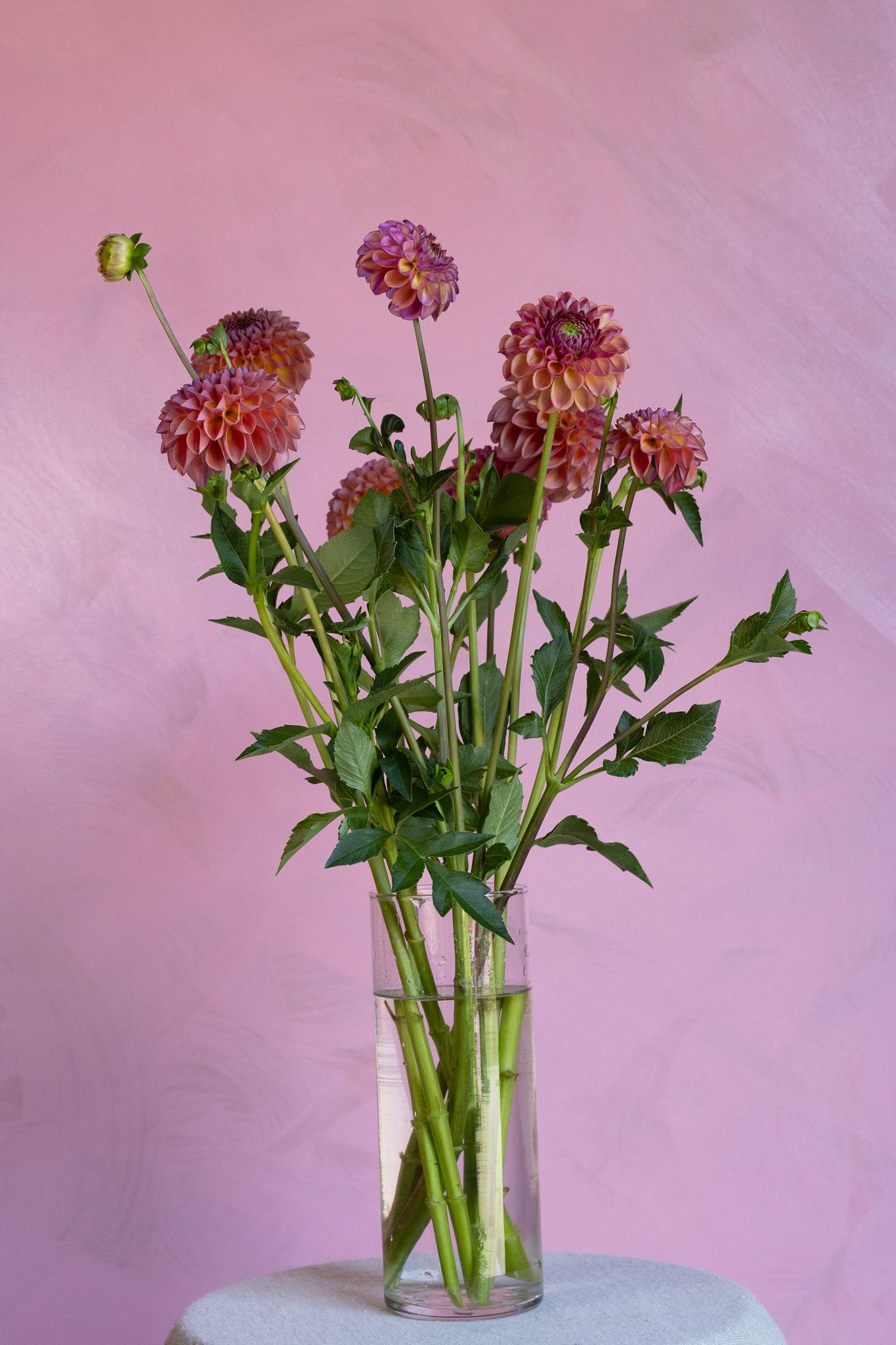 Warm tone dahlia locally grown in Lancaster Ohio