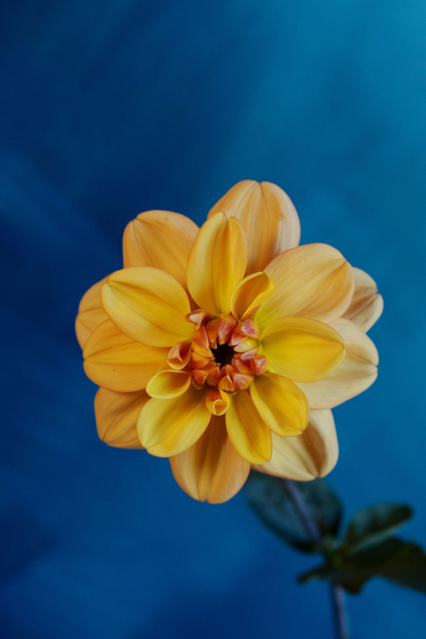 True butter yellow dahlia locally grown in Lancaster Ohio for Columbus florists