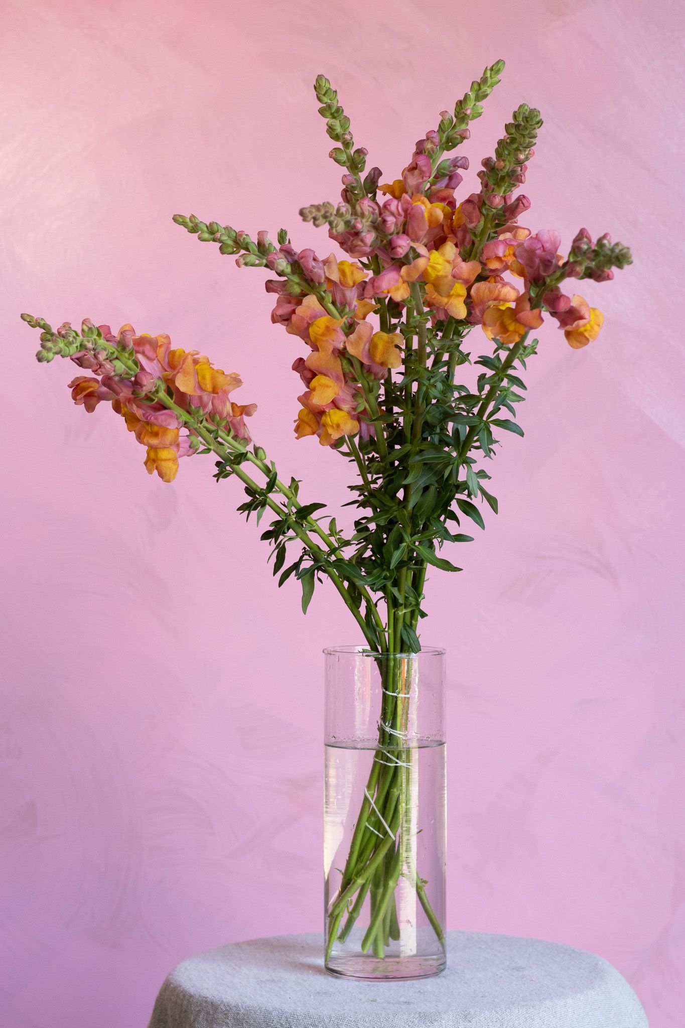Orange to pink snapdragons locally grown in Lancaster Ohio for florists