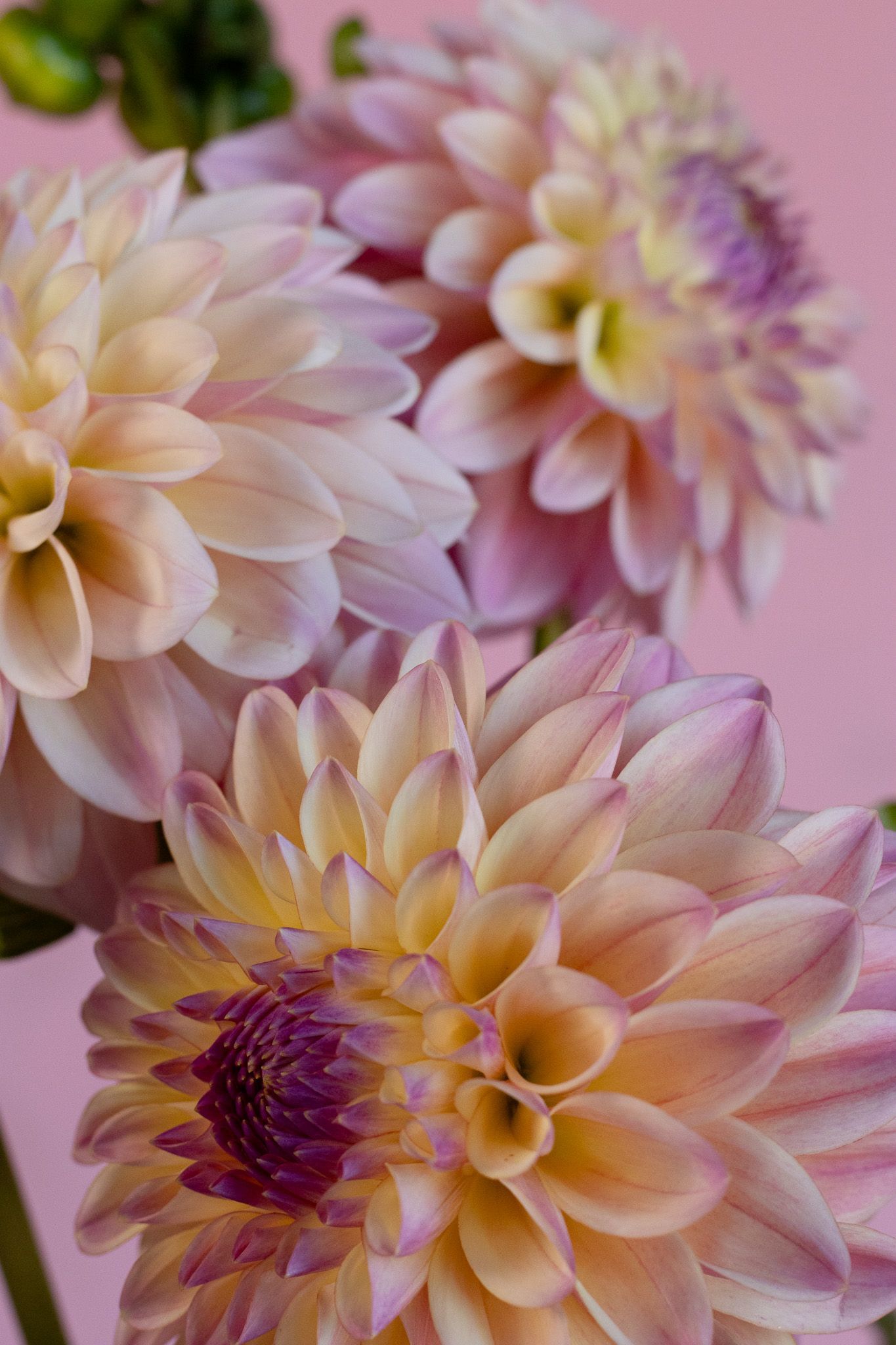 cream to purple dahlia cut flower for florists locally grown in Lancaster Ohio