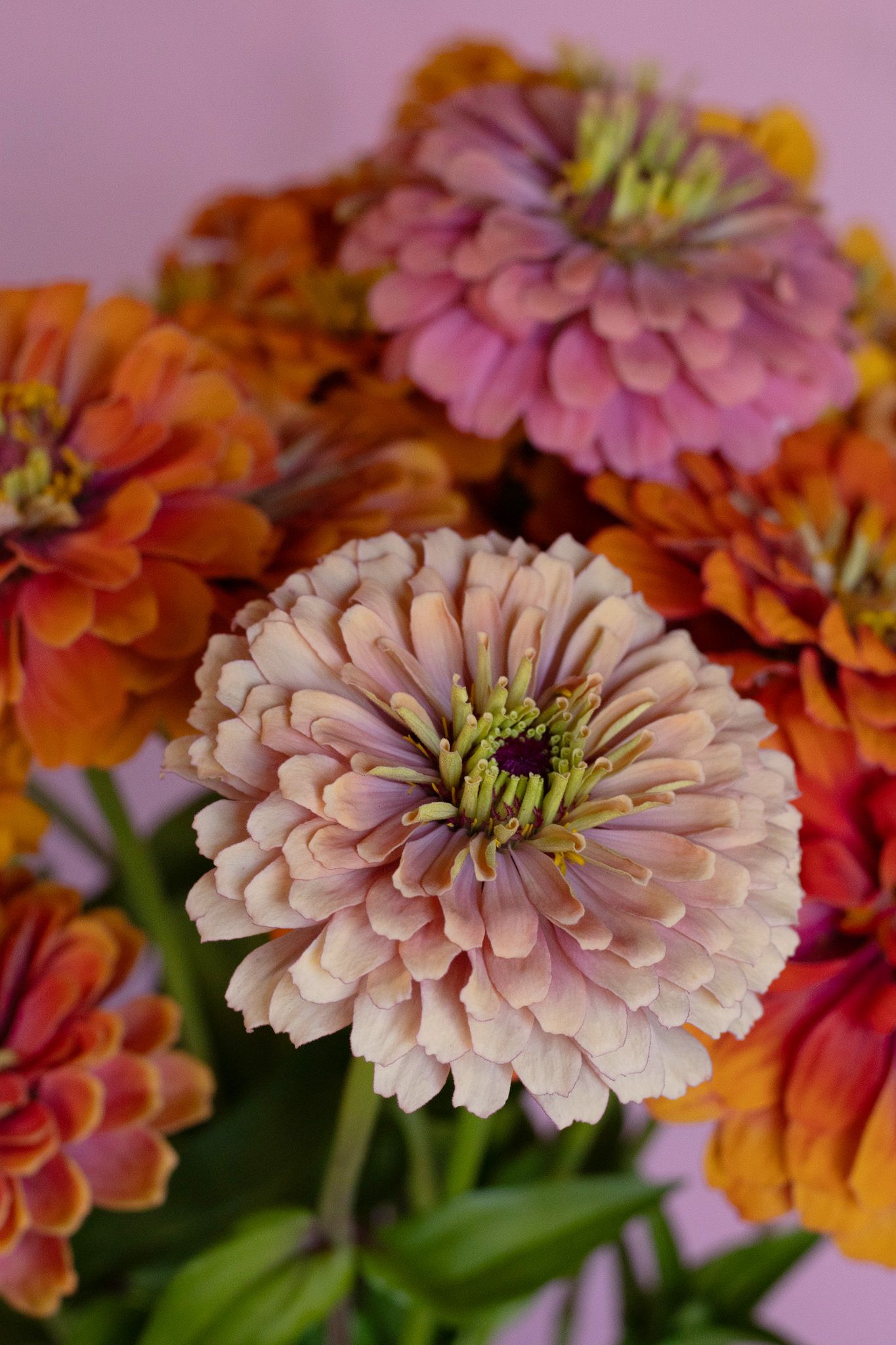 Zinnias as a specialty cut flower locally grown in Lancaster Ohio for area florists