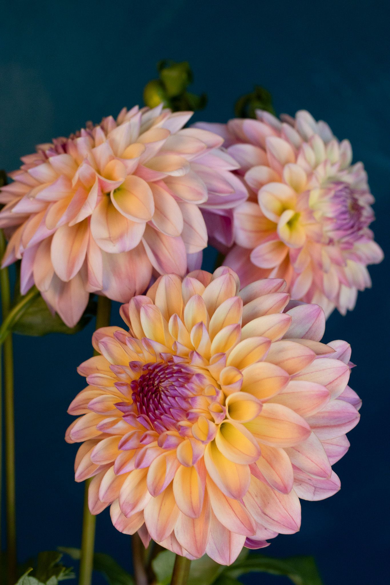 cream to purple full dahlia flowers locally grown in Lancaster Ohio