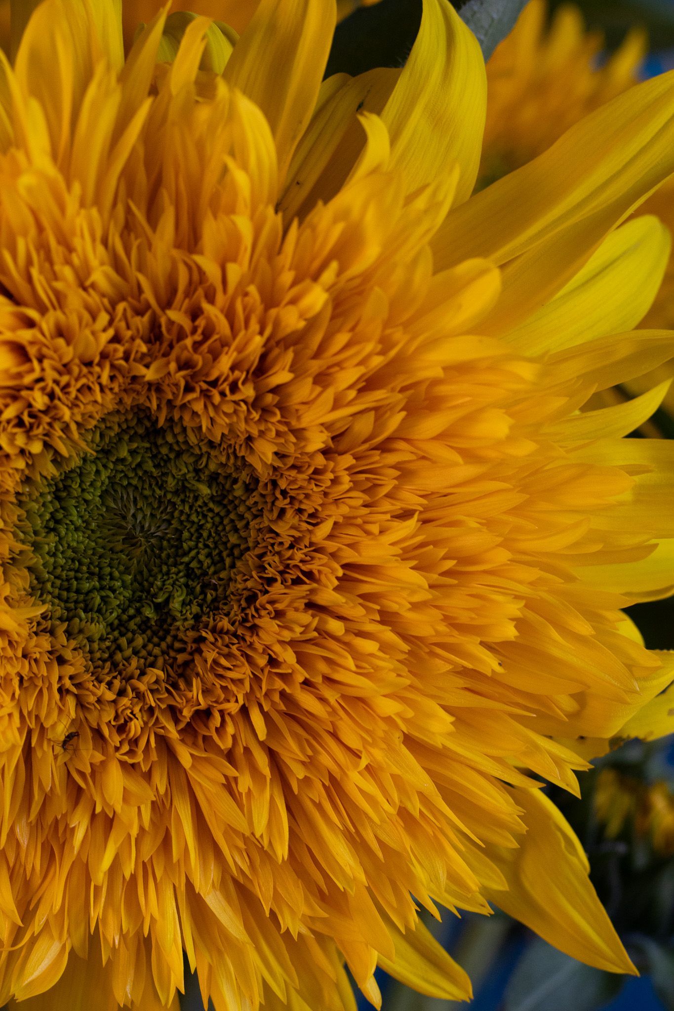 Fluffy sunflowers locally grown in Lancaster Ohio
