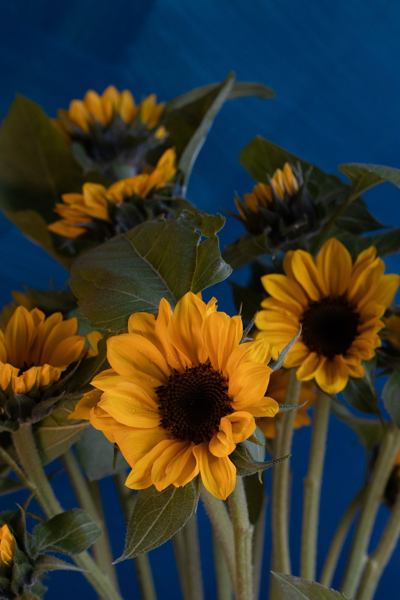sunflowers locally grown in Lancaster Ohio