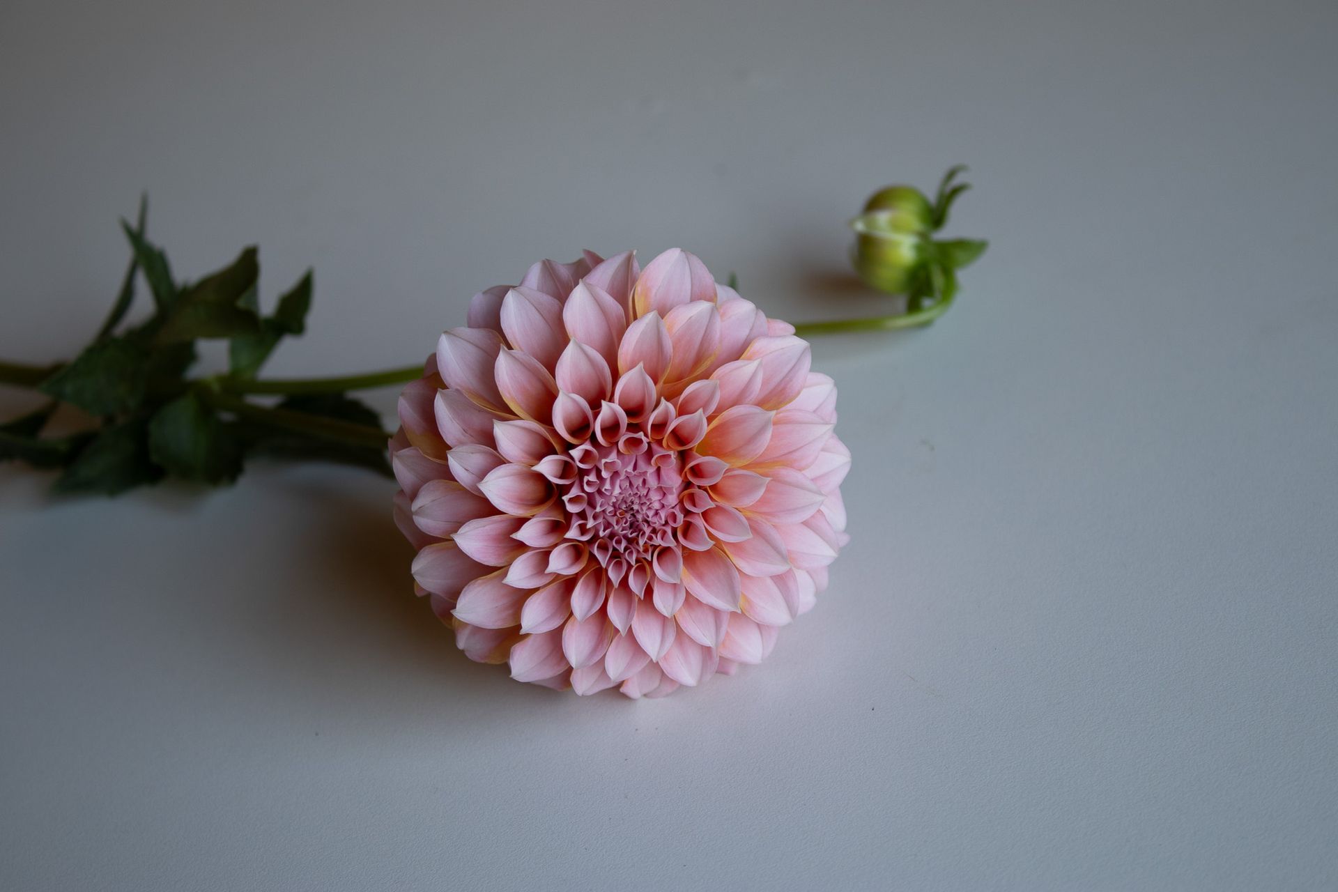 Light pink large dahlia locally grown in Lancaster Ohio