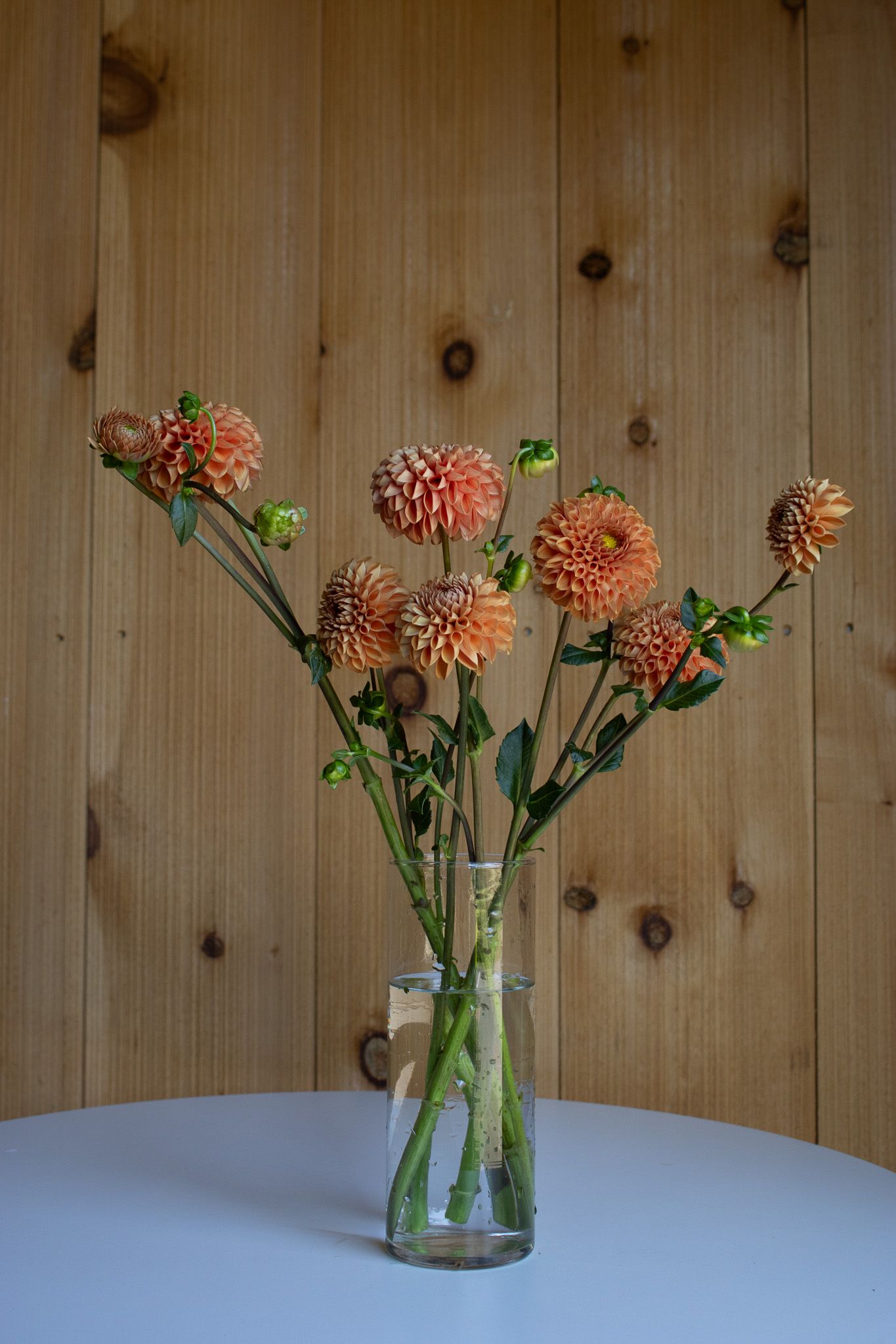 bronze orange dahlia locally grown in Lancaster Ohio