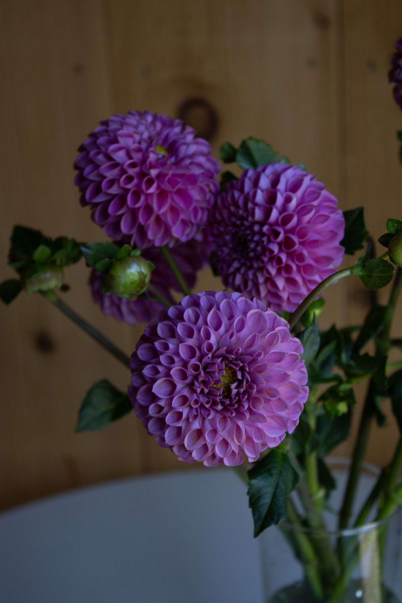 bright purple dahlia locally grown in Lancaster Ohio