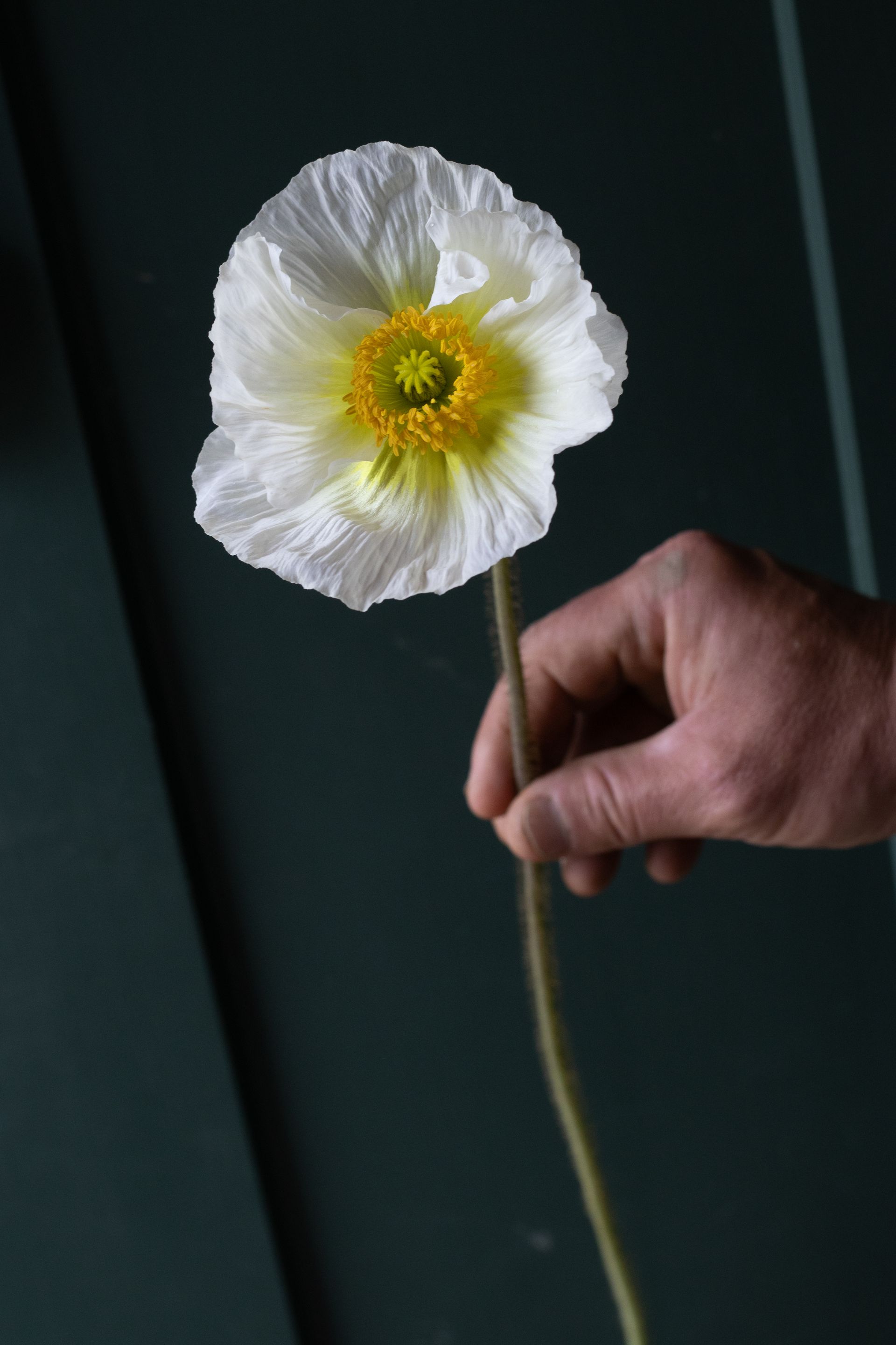 Stunning white Italian poppy