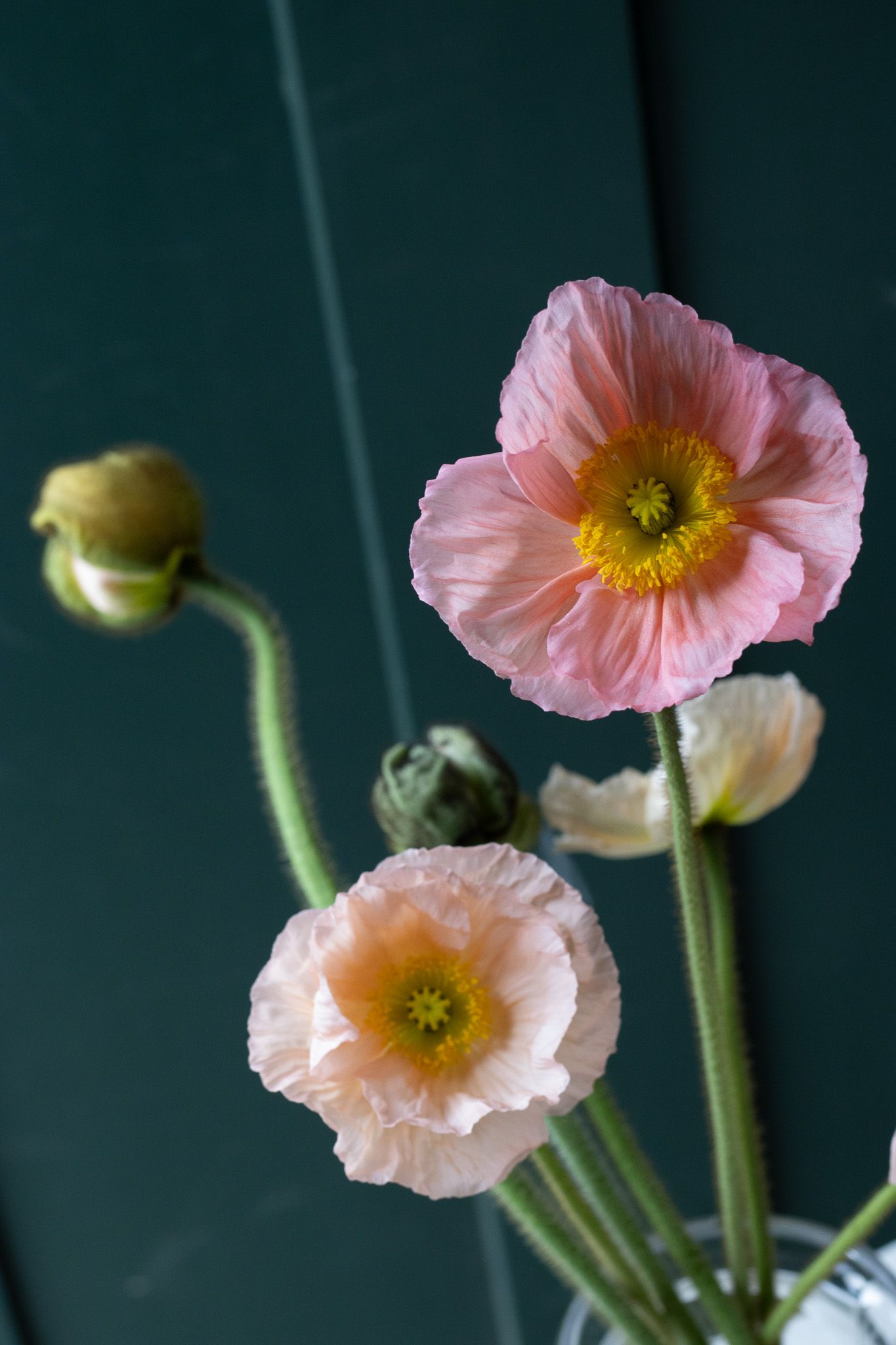 light pink Italian poppy spring flower locally grown in Lancaster Ohio