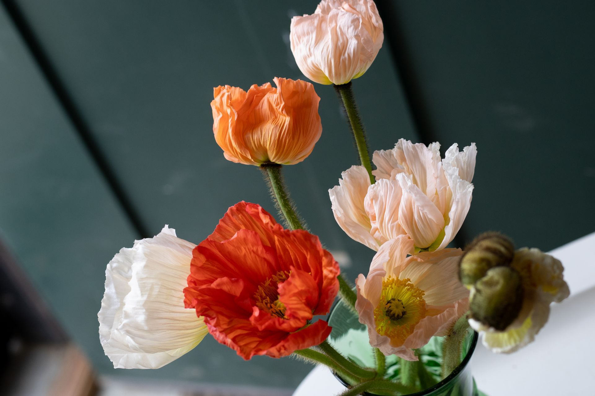 a vase of Italian poppies locally grown in Lancaster Ohio