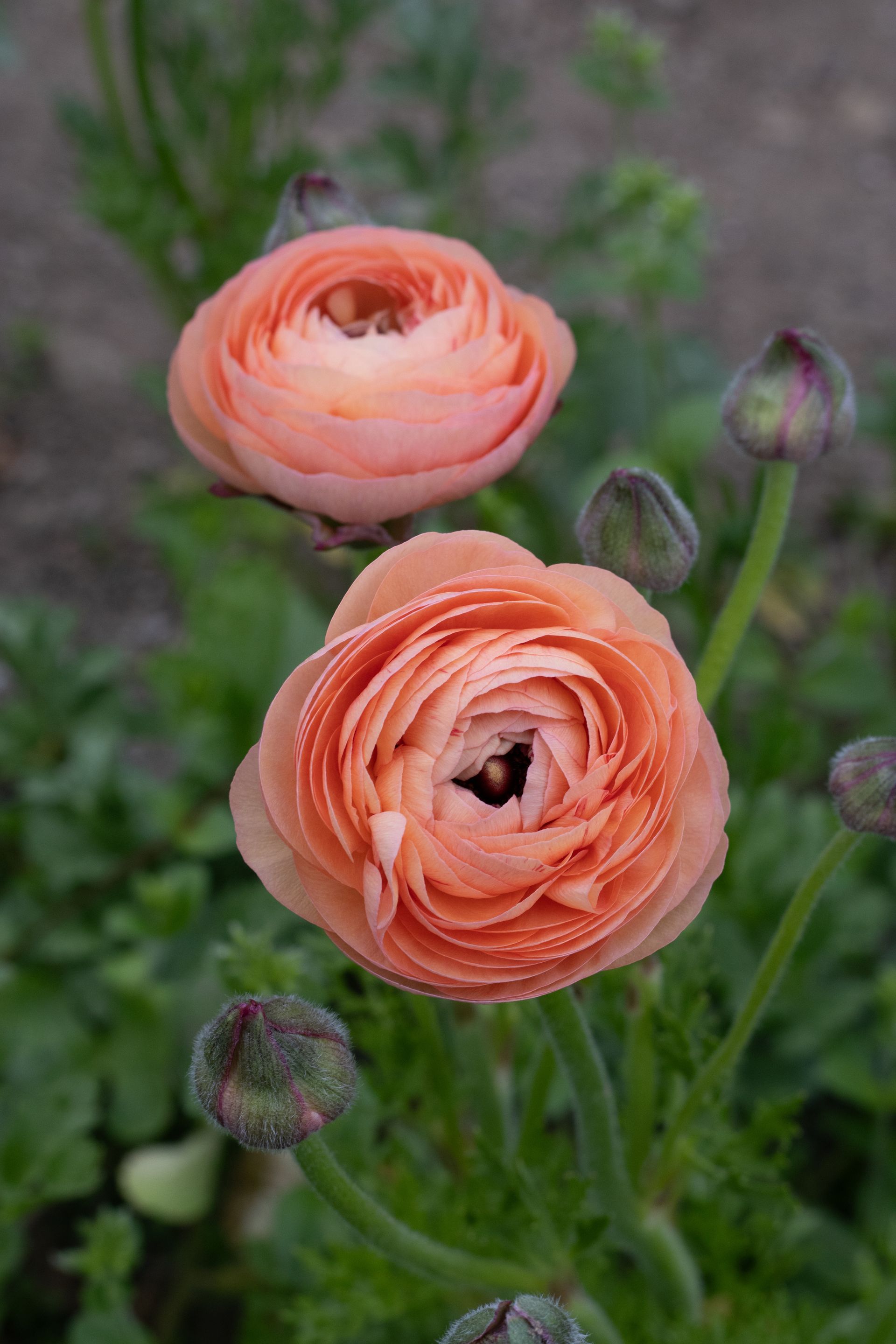 Pink ranunculus locally grown in Lancaster Ohio
