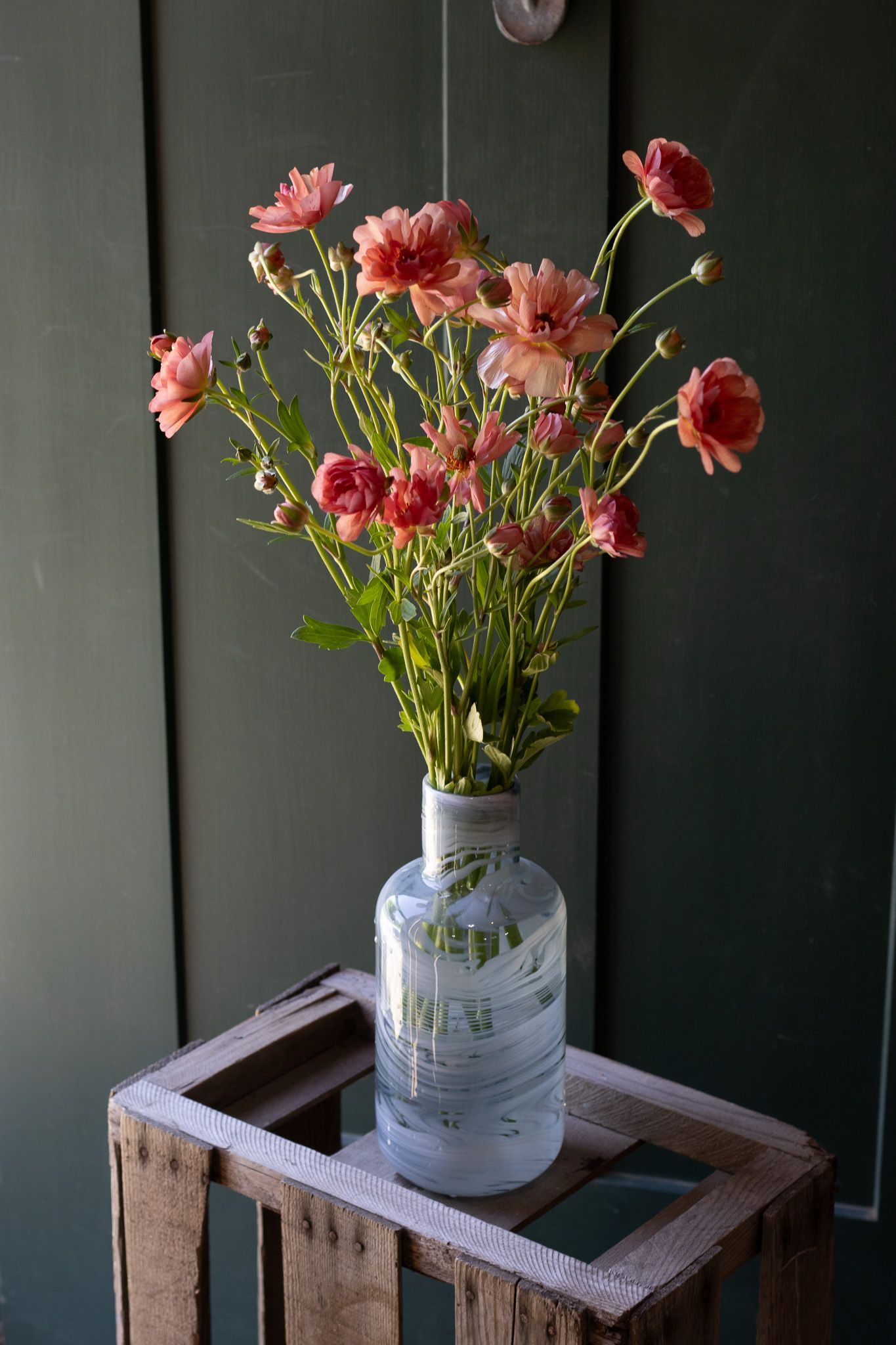 coral pink butterfly ranunculus locally grown in Lancaster Ohio