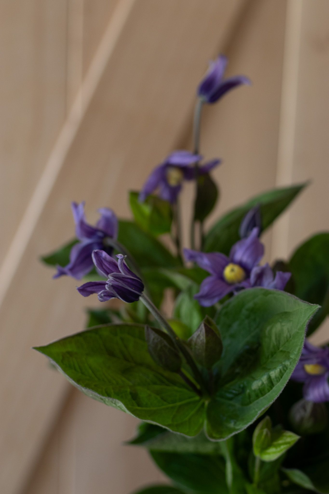Purple clematis cut flower locally grown in Lancaster Ohio