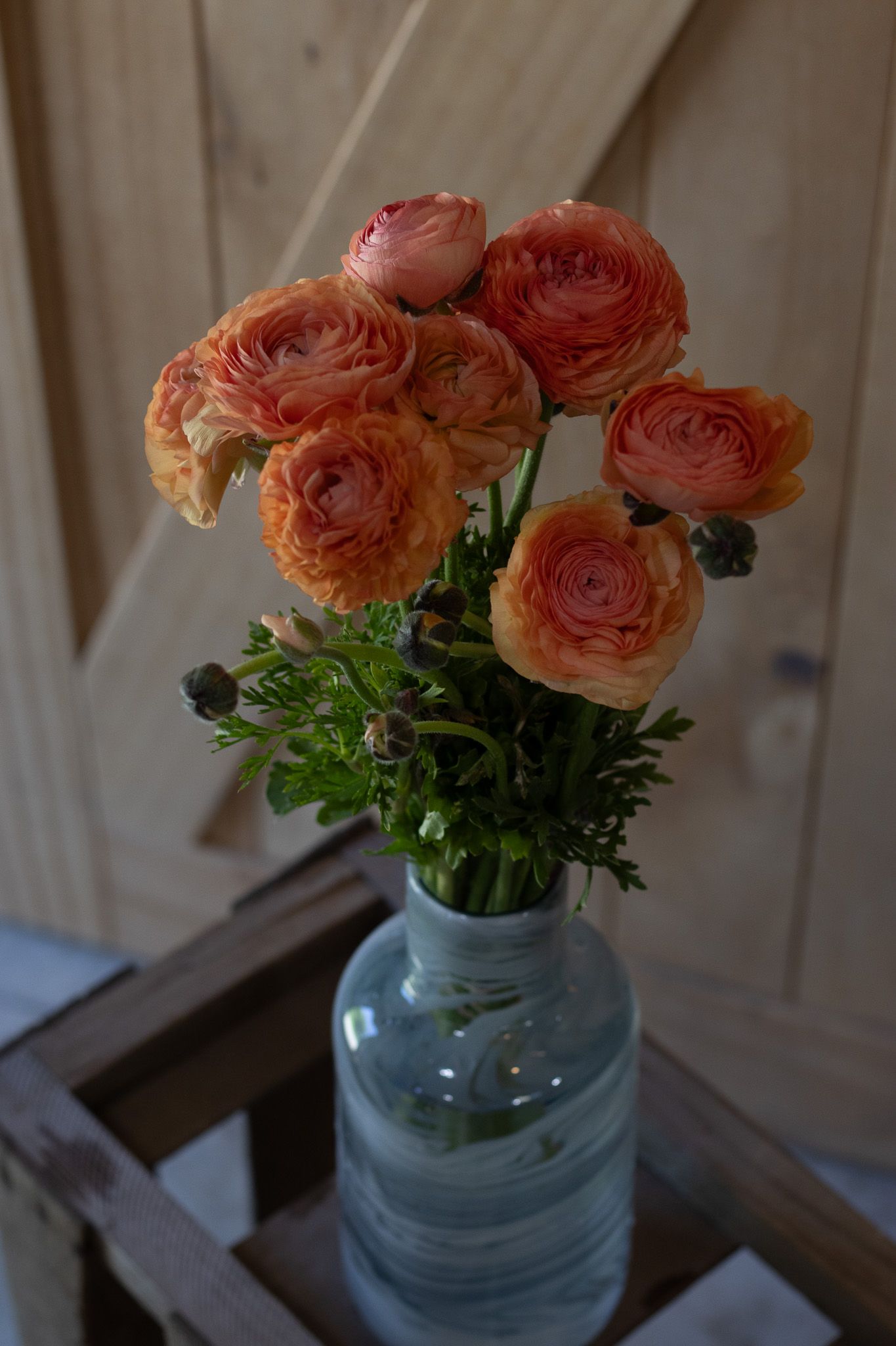 Orange ranunculus locally grown in Lancaster Ohio for specialty florists