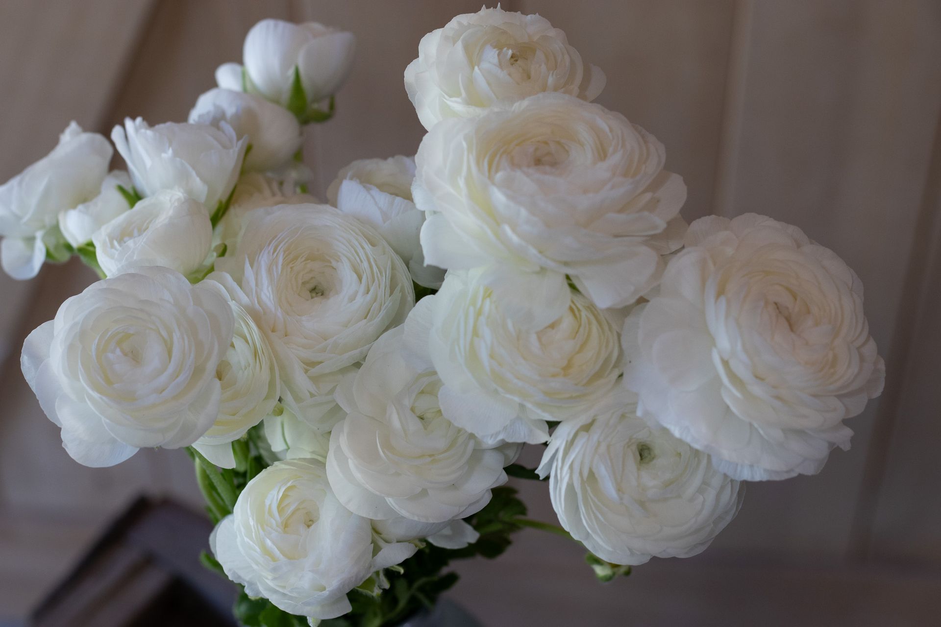 Perfect white ranunculus locally grown in Lancaster Ohio for upscale florists