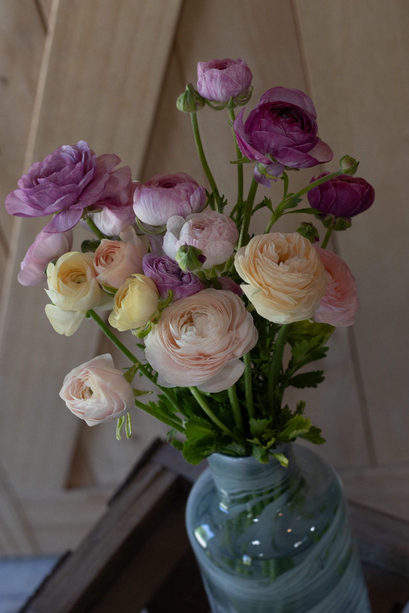 A lovely mix of purple and peach ranunculus locally grown in Lancaster Ohio
