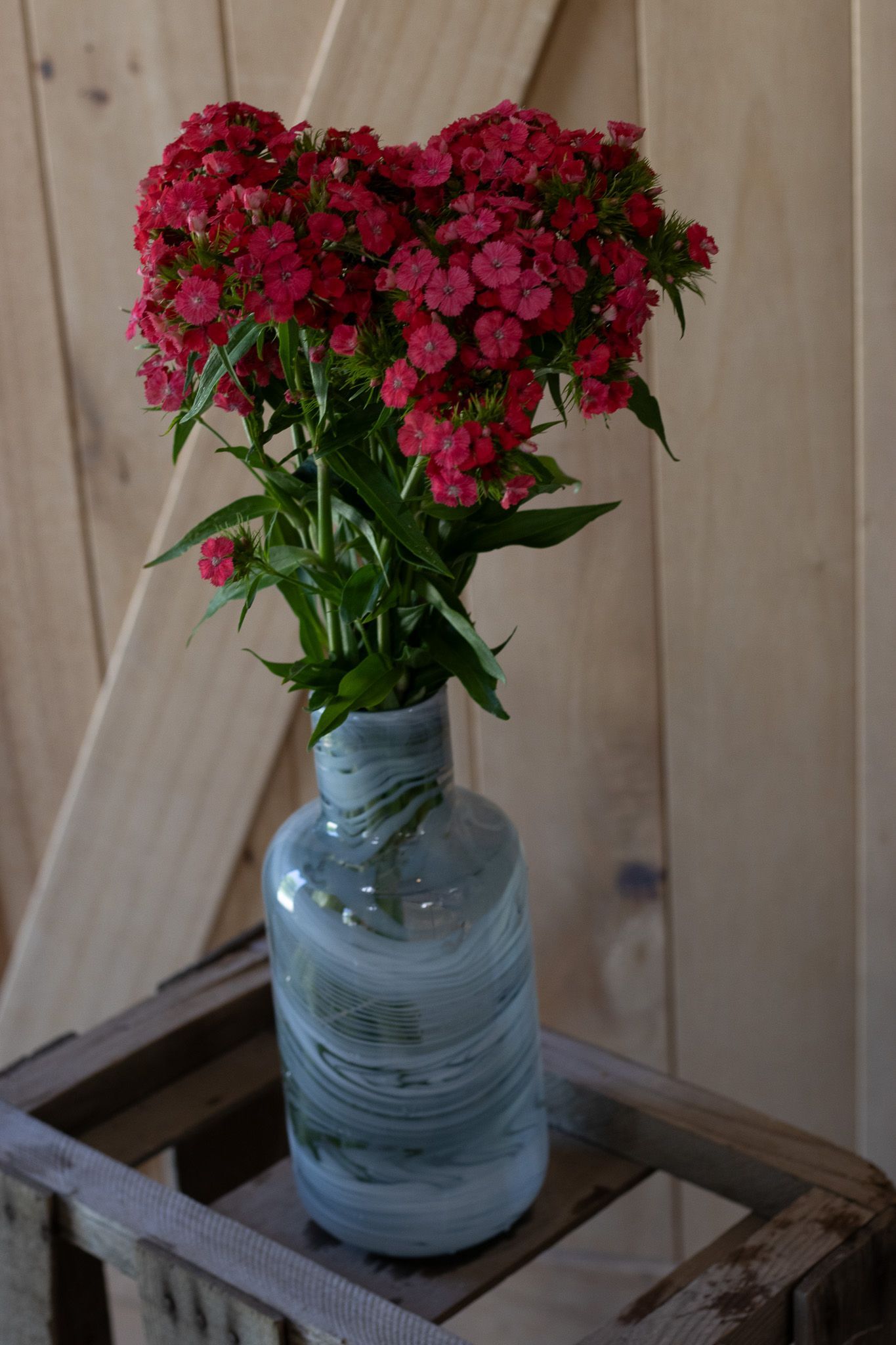 Deep pink to red long stems of dianthus for cut flower arrangements locally grown in Lancaster Ohio for florists