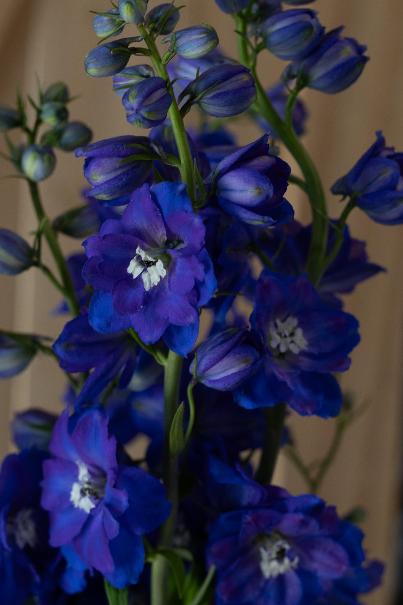 blue delphinium locally grown in Lancaster Ohio