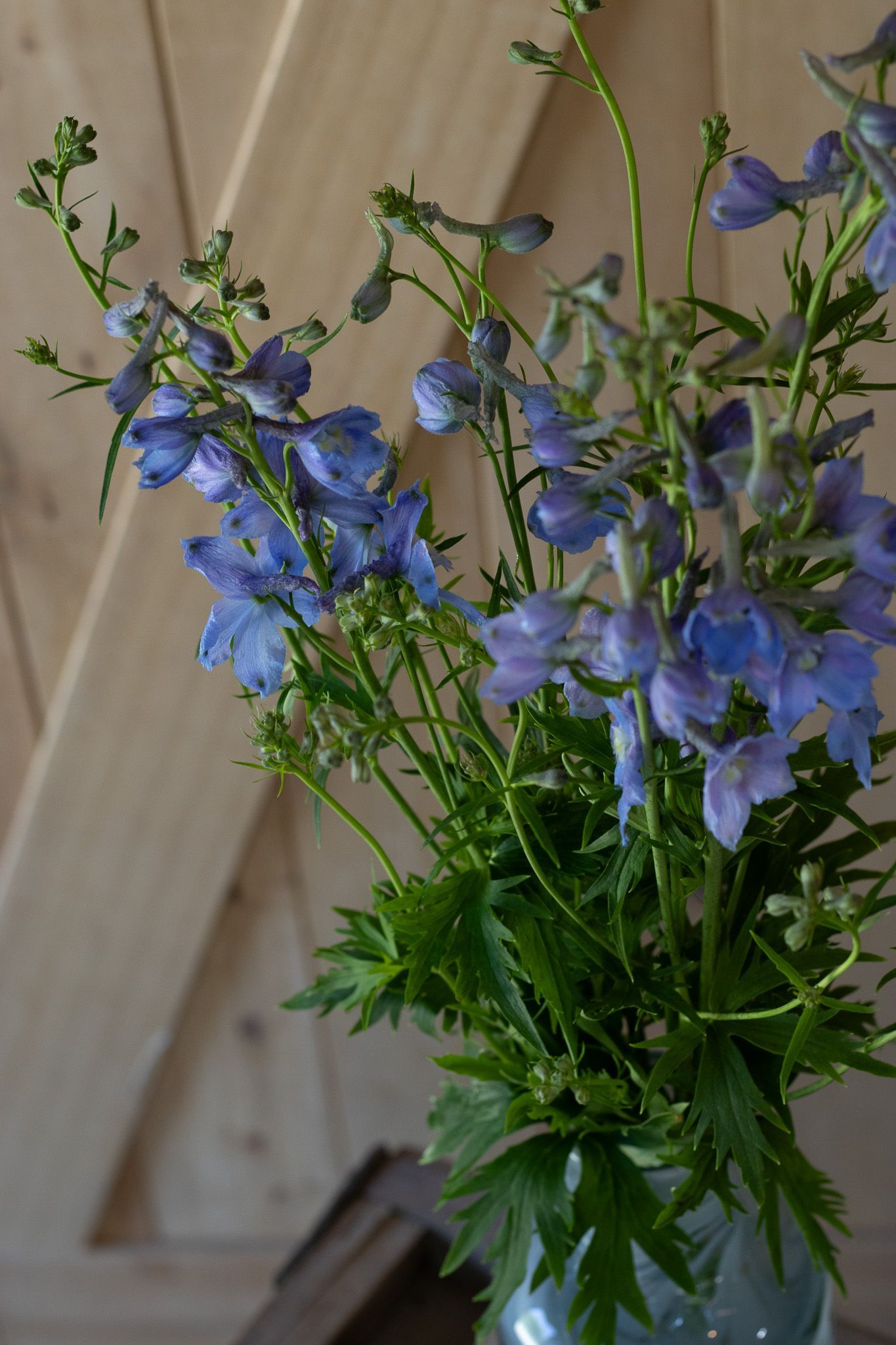 Periwinkle blue delphinium locally grown seasonally in Lancaster Ohio