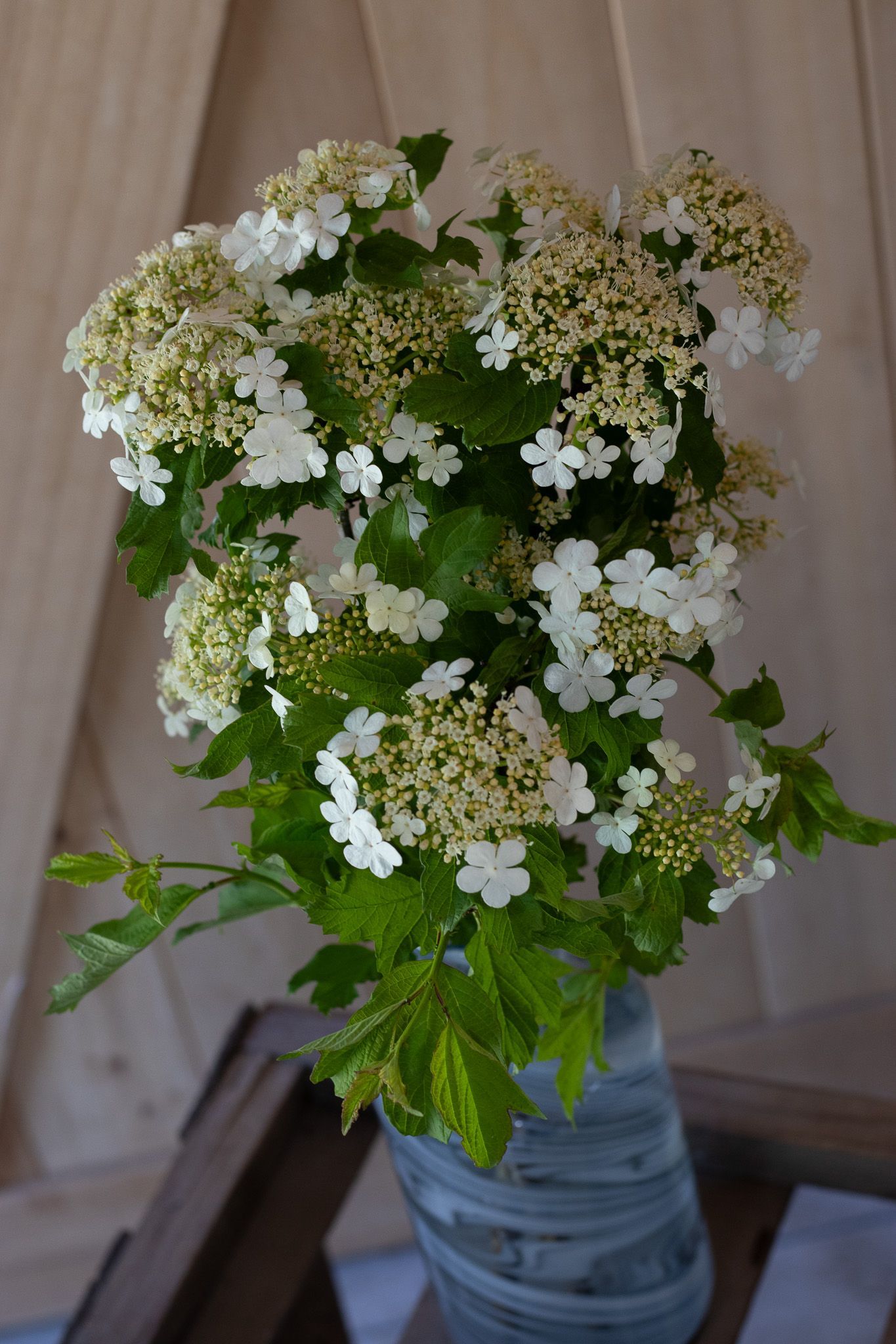 Summer hydrangea cut flowers locally grown in Lancaster Ohio