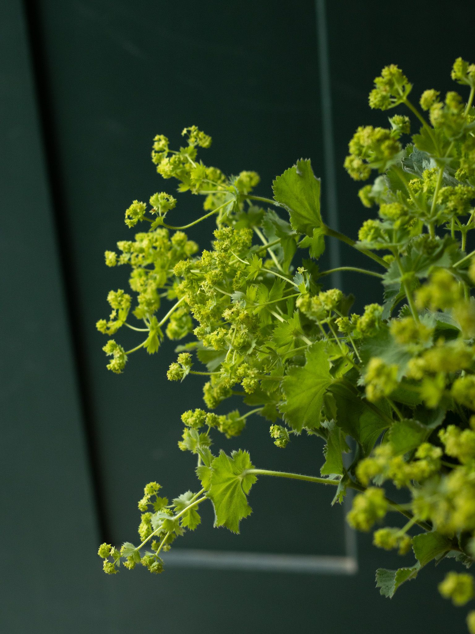 bright green flowers and leaves for florists locally grown in Lancaster Ohio