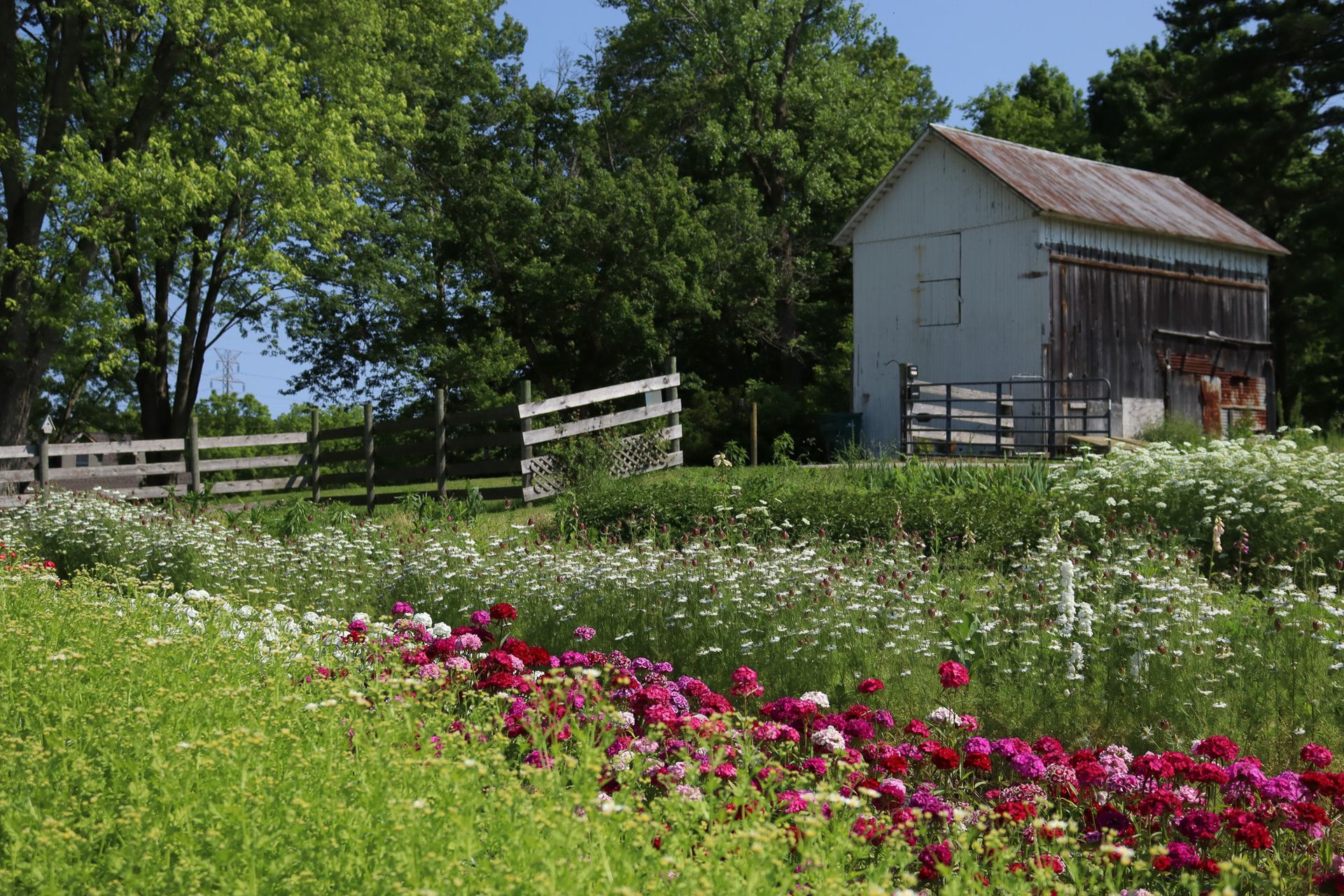 Lancaster OH specialty flower farm