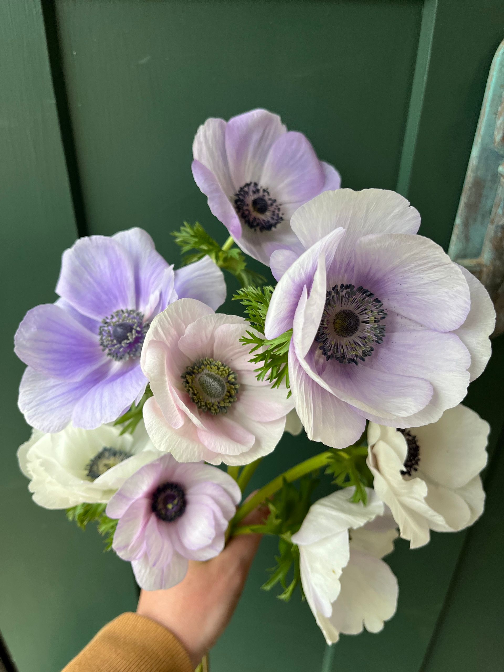 pastel purple anemones locally grown in Lancaster Ohio