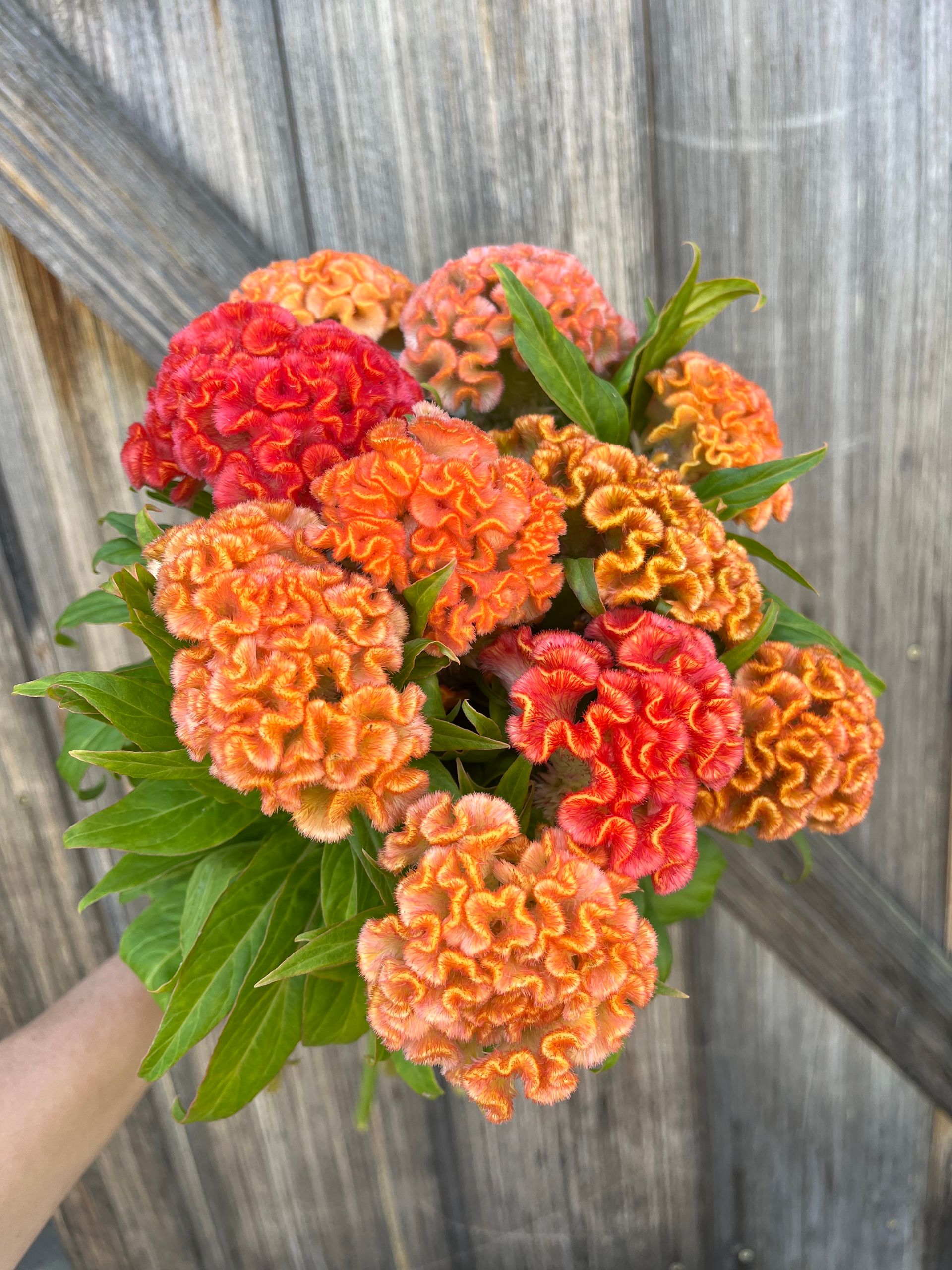 'jura salmon' celosia locally grown in Lancaster Ohio