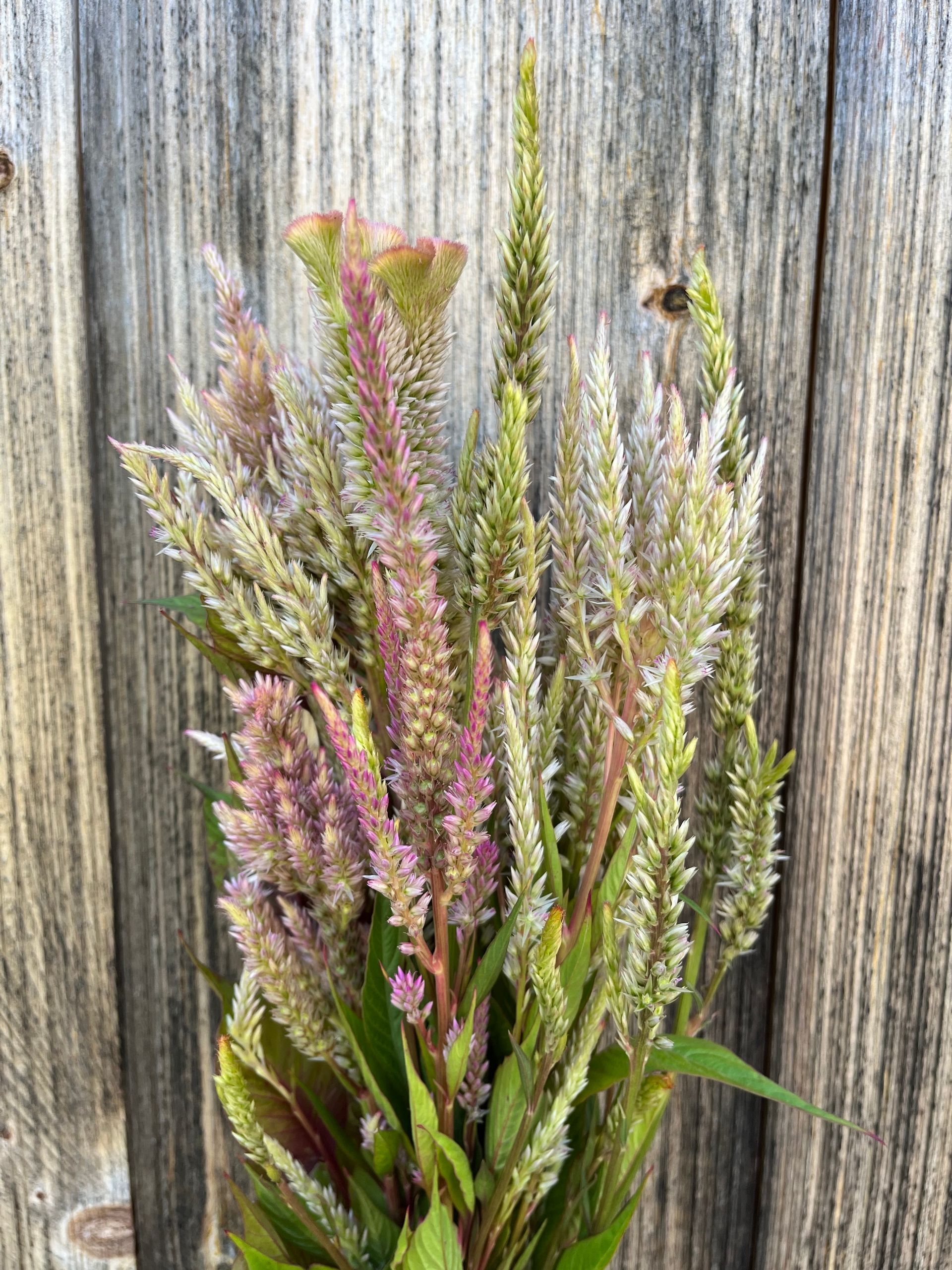 'Vintage rose' celosia