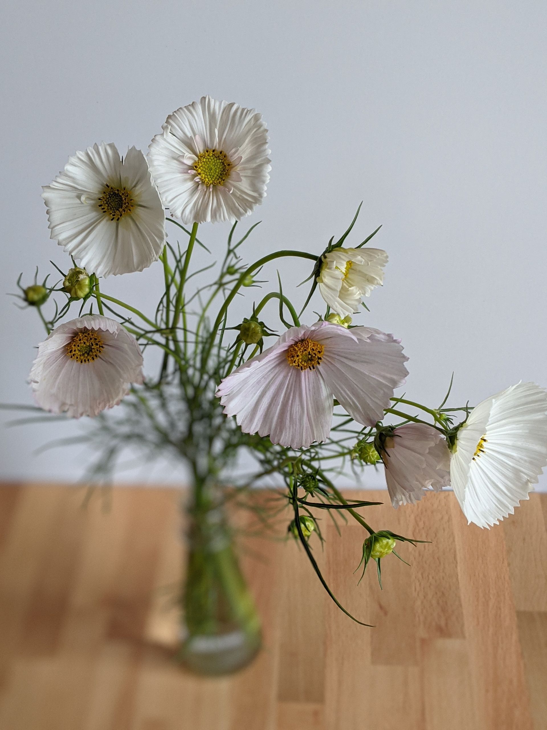 White cosmos 'cupcakes' locally grown in Lancaster Ohio
