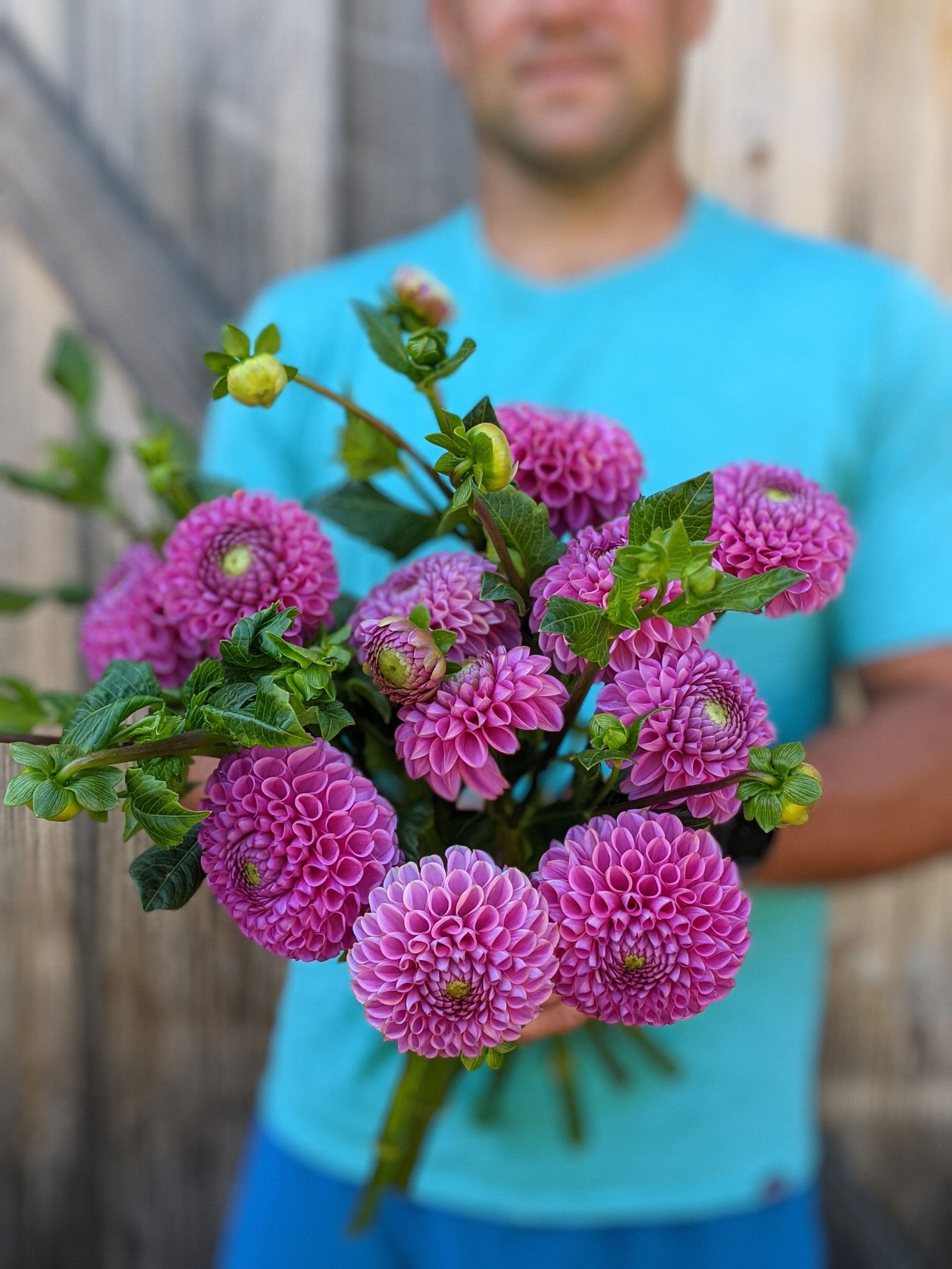 bright purple 'Isabella' dahlia locally grown in Lancaster Ohio