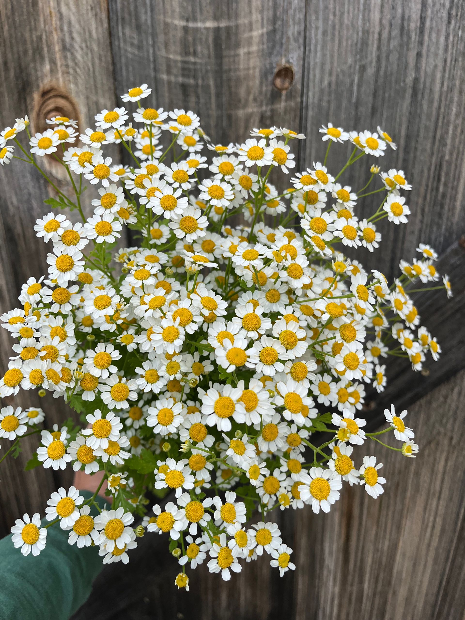 White feverfew daisy like flowers for florists