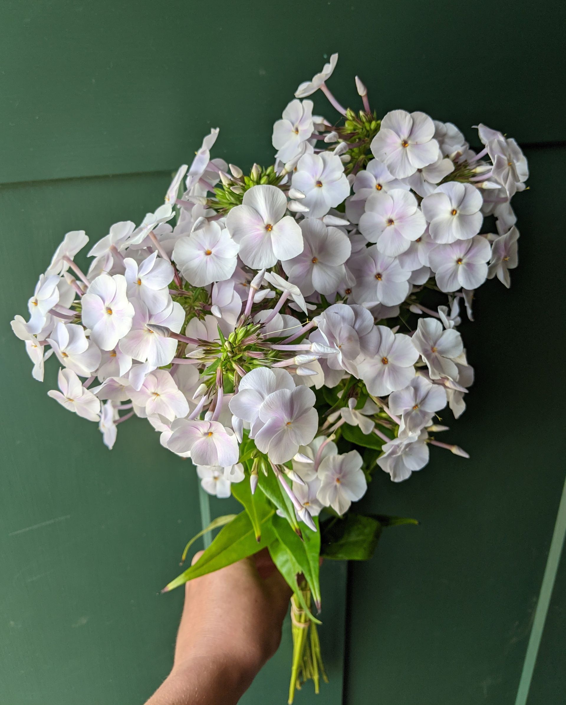 'Lavender rice' phlox locally grown in Lancaster Ohio